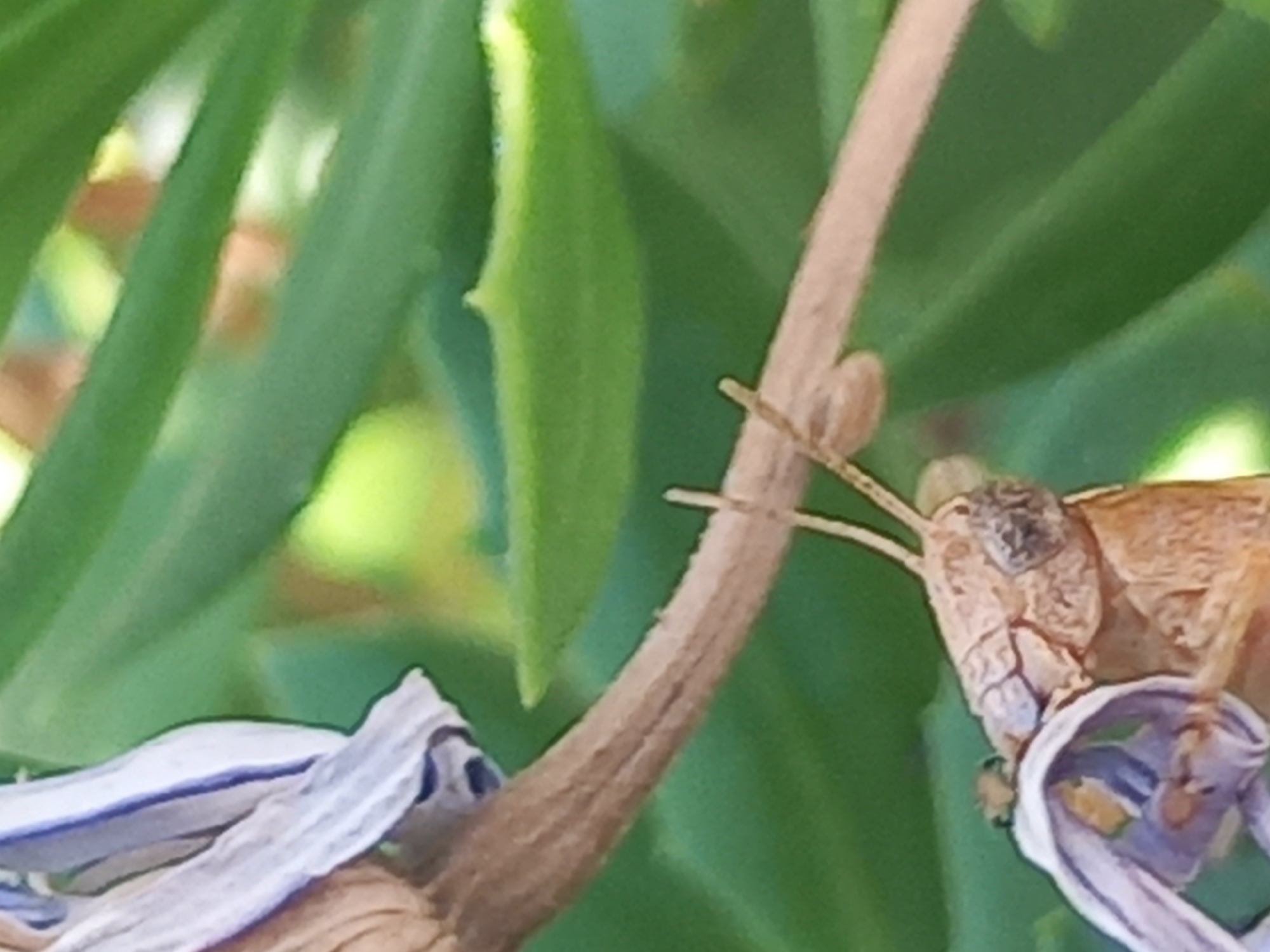 The image shows a close-up view of a grasshopper on a dried flower stem. The grasshopper is light brown and appears to be resting. Its antennae are prominent and extend upwards. The dried flower is white with purple stripes. In the background, green leaves are visible, suggesting an outdoor setting. The image does not provide any information about the location in the city of Άγιος Νεκτάριος, Greece.
