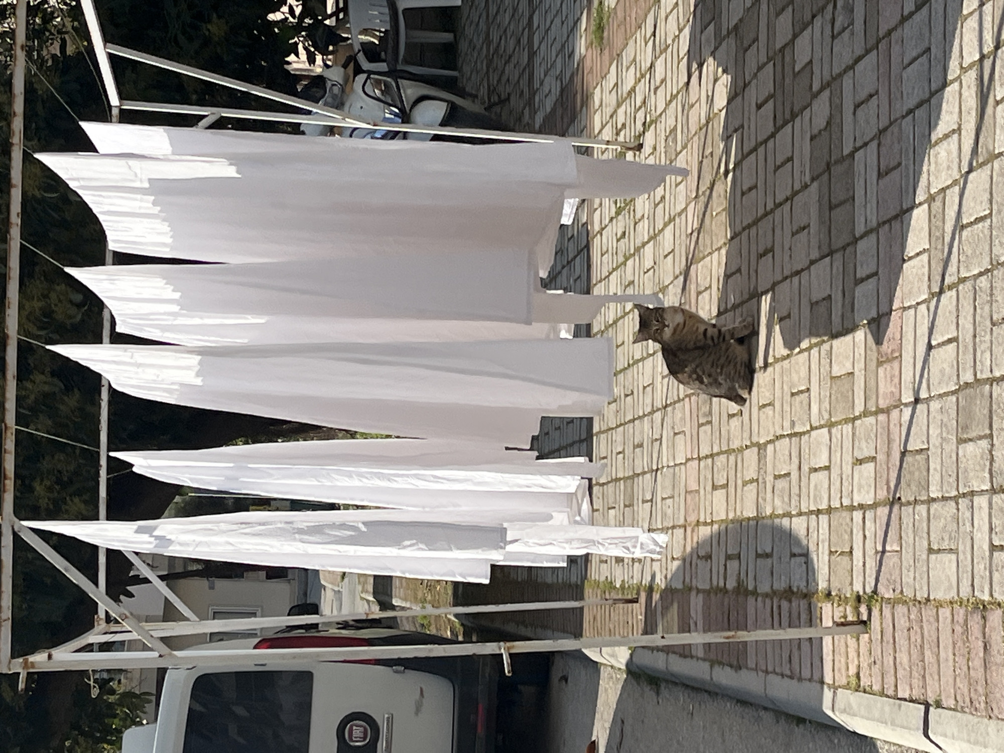 The image shows a gray tabby cat standing on a brick-paved area, casting a shadow. Above the cat are white fabrics hanging on a clothesline. Behind the clothesline, a white Fiat vehicle is partially visible. In the background are trees and what appears to be another vehicle, possibly a scooter or small motorcycle. The image was taken outdoors, likely in Alanya, Turkey, based on the architectural and vehicular styles common to the region.