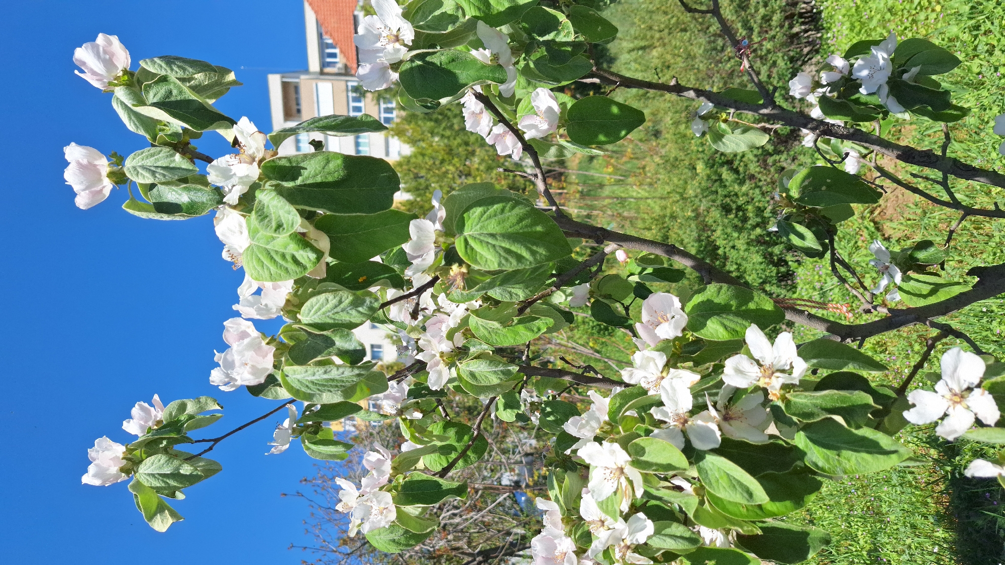 A quince tree in bloom stands with a clear blue sky behind its upper branches. White flowers are interspersed with green leaves that have pale borders. The background features a building with orange roofing and greenery. The tree appears to be in an open area. The city location is Blagoevgrad, Bulgaria.