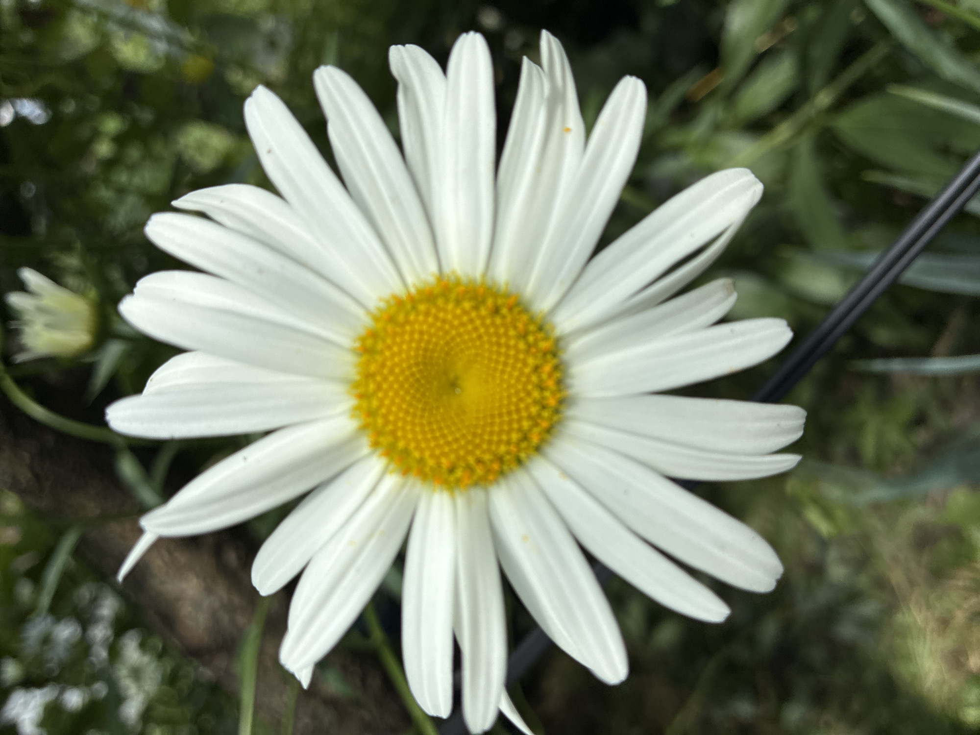 A close-up, eye-level, outdoor shot features a single daisy with white petals and a yellow center, set against a blurred background of green foliage. A dark, thin, horizontal line, possibly a wire or branch, crosses the lower portion of the frame. The image does not depict any people or specific urban elements, and therefore, its location within Chernoyarskaya, Russia, cannot be determined from the visual information alone. The overall scene is natural and focused on the flower.