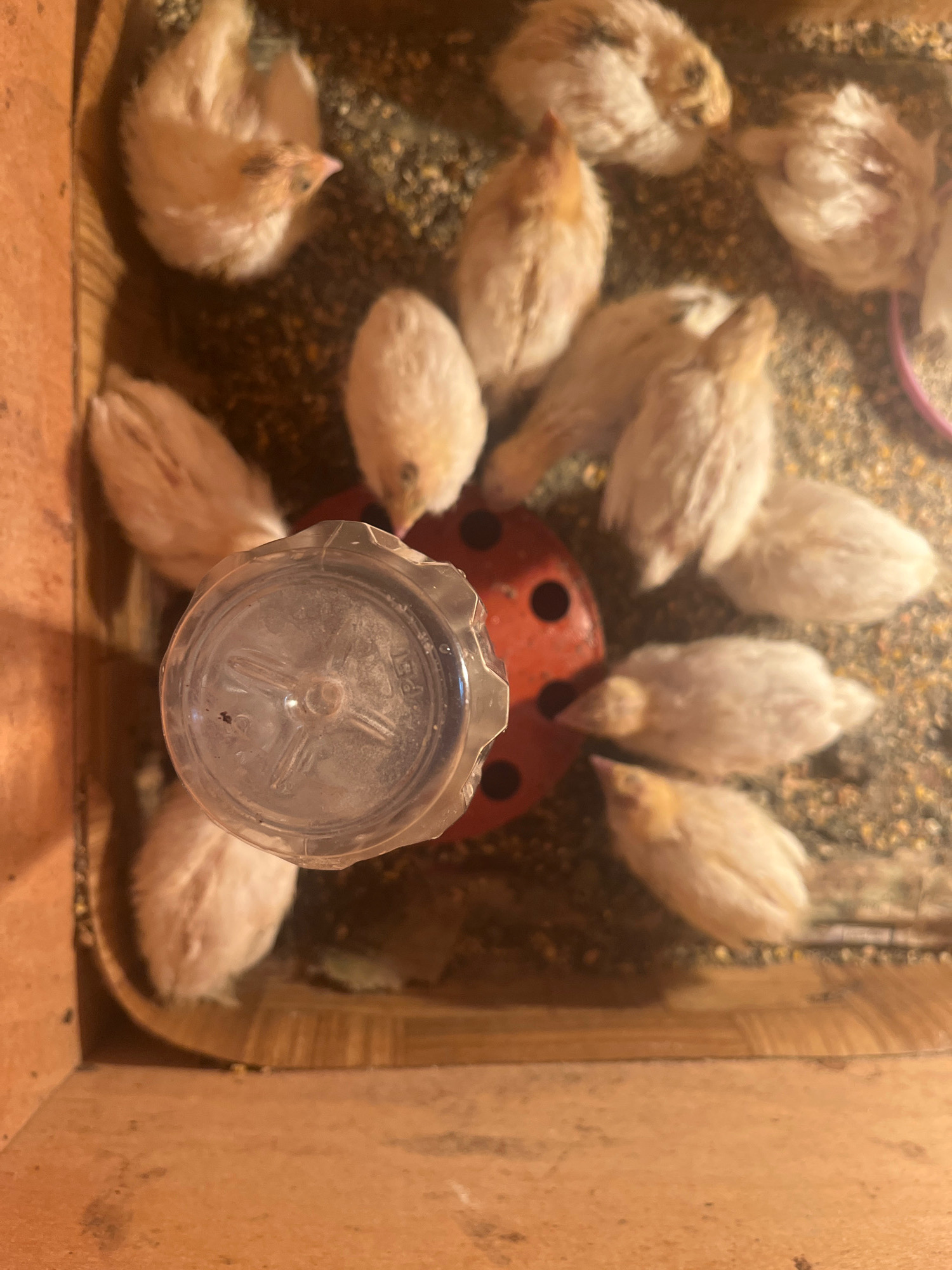 A group of small, fluffy, light-colored quail chicks are gathered around a waterer in a wooden enclosure. The quail are a mix of white and tan colors, with some exhibiting darker markings on their heads. They appear to be pecking at or drinking from the waterer. The enclosure floor is covered in feed and bedding material. The lighting in the image is warm and appears to be artificial, possibly from a heat lamp. There is a plastic waterer with a red base in the center of the image. The image is taken from a high-angle, looking down into the enclosure. The overall scene suggests a domestic setting for raising quail. The image does not contain any identifiable landmarks or context that would place it in Targovishte, Bulgaria.