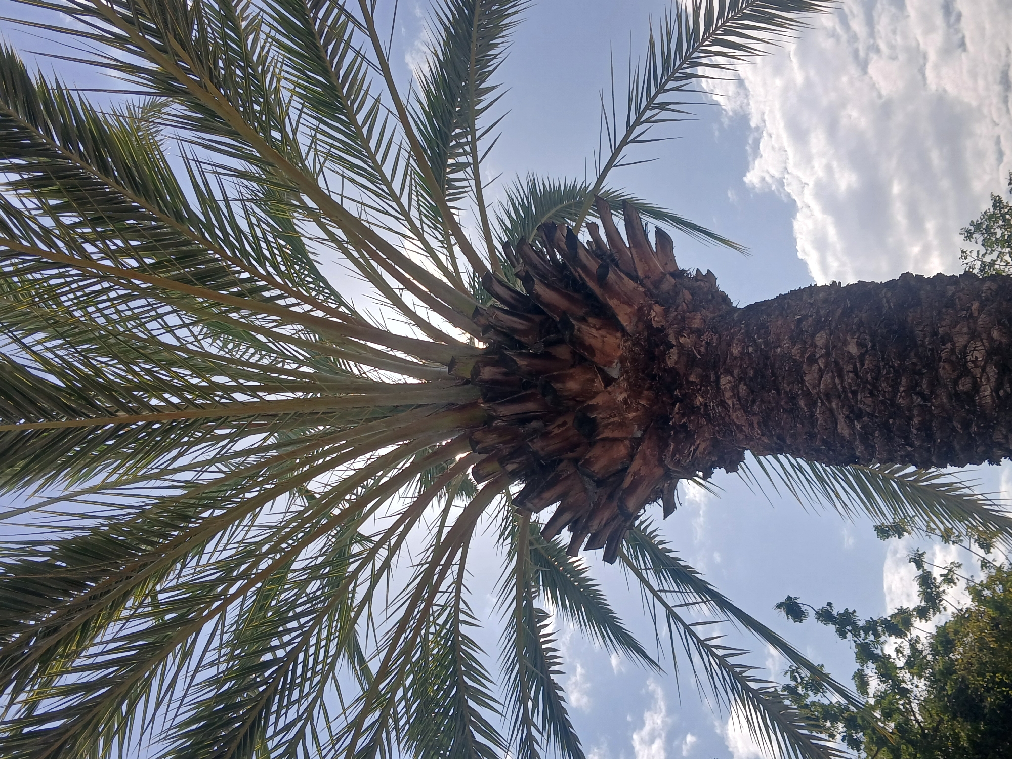 The image presents a low-angle, upward-looking view into the canopy of a large palm tree against a bright blue sky. The perspective is rotated, with the thick, dark brown trunk of the palm tree extending horizontally across the right side of the frame. The trunk exhibits a rugged, textured surface, likely from old frond bases.
From the top of the trunk, numerous long, green palm fronds fan out, dominating the rest of the image. Sunlight filters through the individual leaflets of the fronds, illuminating their vibrant green color and creating a serene, natural ambiance. The sky in the background is a clear, light blue, adorned with scattered white, fluffy cumulus clouds, particularly noticeable in the upper right and lower left sections.
A glimpse of other green foliage from a different tree is visible on the far right edge, peeking out from behind the palm trunk. The scene appears to be set on a clear, sunny day. The image captures the natural beauty and overhead view common in tropical or subtropical regions, aligning with the provided location context of Ciudad Guayana, Venezuela. No people, animals, or artificial objects are visible, nor is there any discernible text. The overall impression is one of tranquility and natural grandeur.