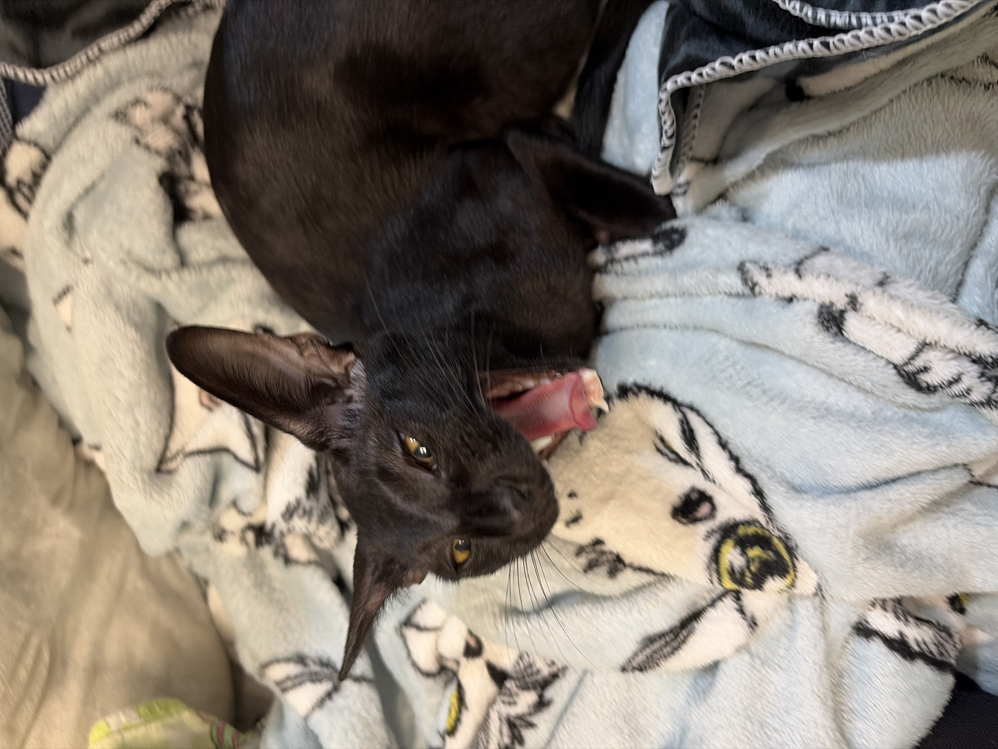 A black cat with large ears and yellow eyes is yawning widely, revealing its pink tongue and teeth. It is lying on a light blue, plush blanket with a pattern of cartoon-like animal faces. The cat's head is turned to the left, and its body extends to the right, mostly out of frame. The background consists of folded blankets and what appears to be bedding. The image is a close-up, high-angle shot.