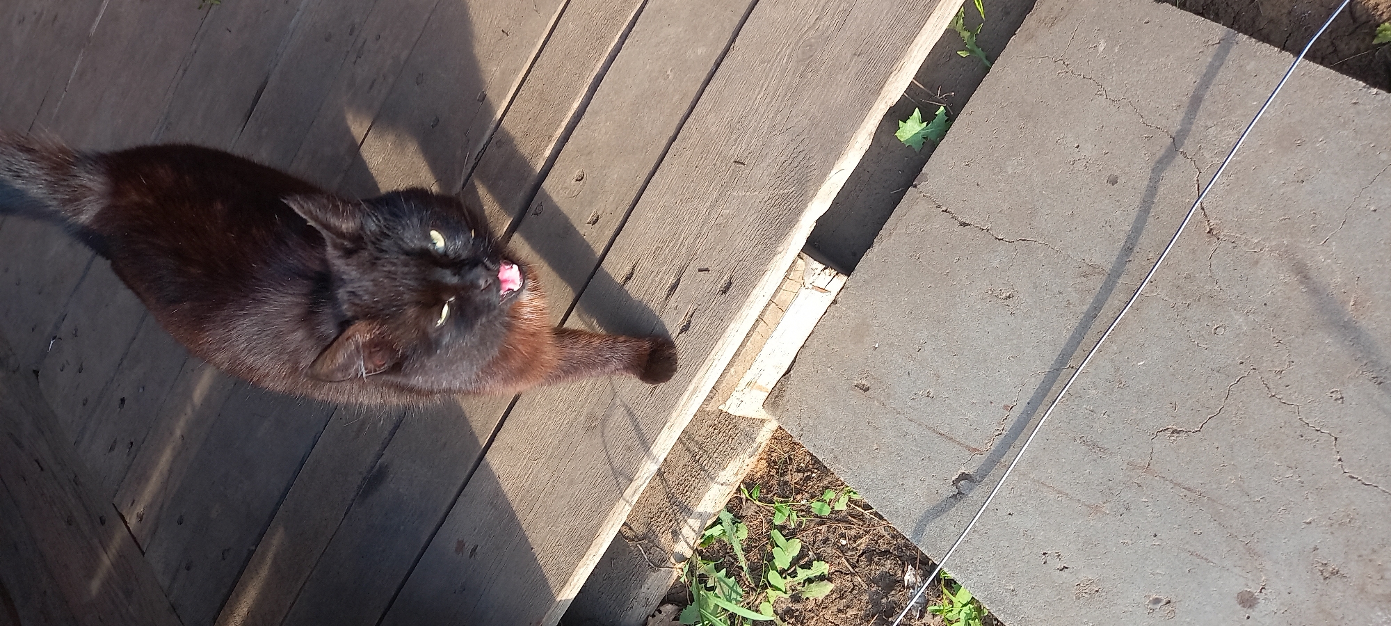 A black cat is lying on a wooden surface with its tongue sticking out. The cat's body appears to be facing upwards towards the viewer. Next to the wooden surface, there is a concrete surface with some cracks and a thin white wire running across it. The scene is partially shadowed. The location is not explicitly visible.