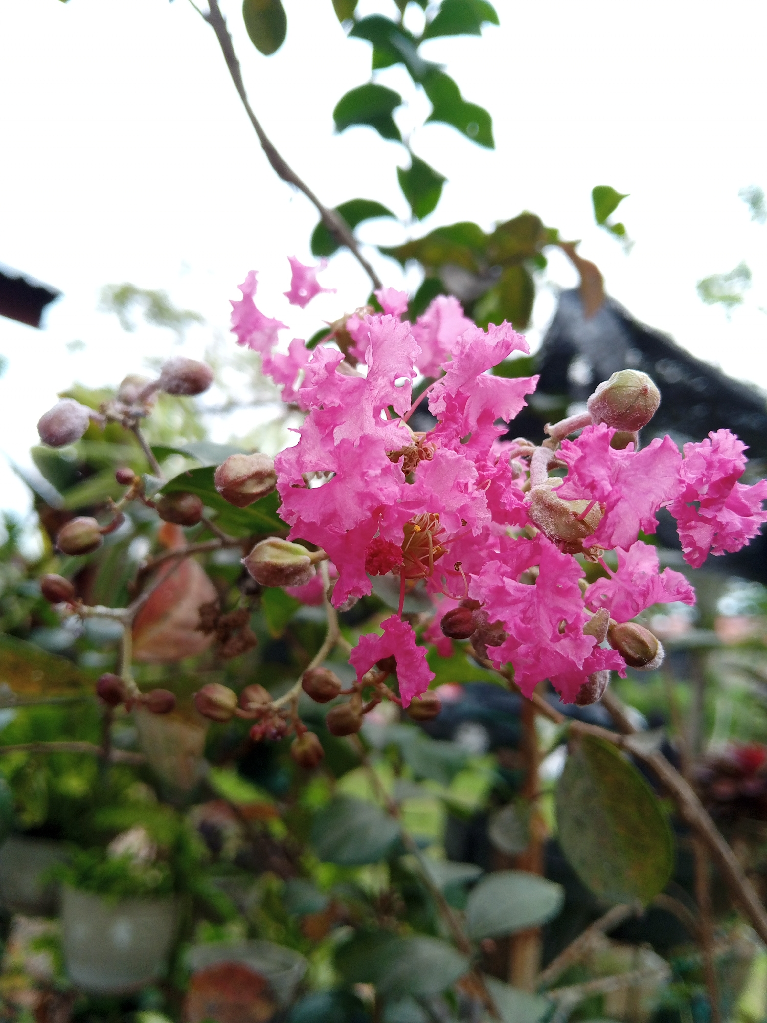 The image captures a cluster of vibrant pink flowers, possibly crepe myrtle, in full bloom amidst a backdrop of greenery and buds. The location is Payadua, Indonesia. The shot is a close-up, focusing on the delicate petals and developing buds of the plant. The surrounding environment includes various leaves and branches, some out of focus, suggesting a lush, natural setting. The presence of building details in the background hints at an urban or suburban landscape.