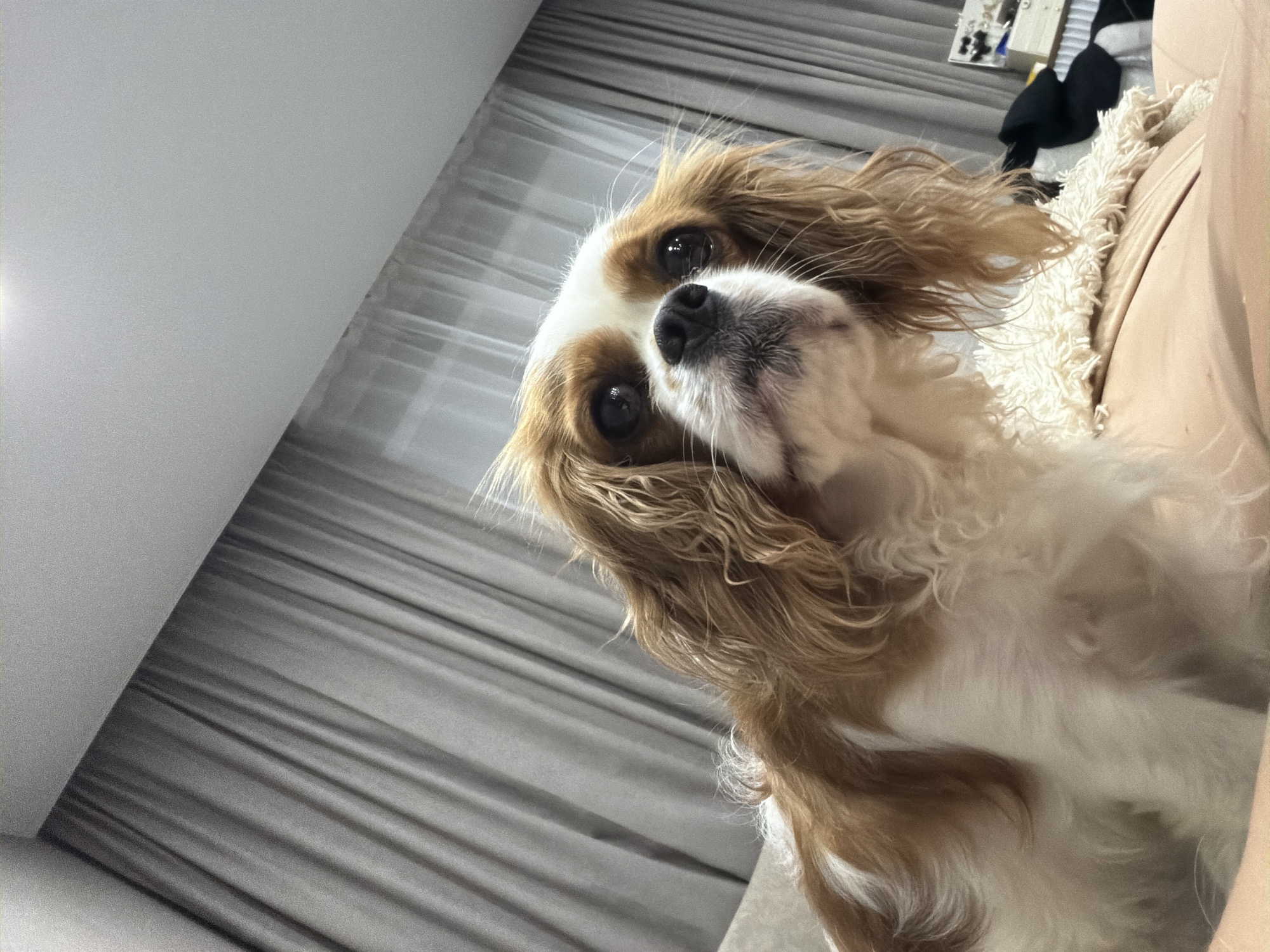 A Cavalier King Charles Spaniel dog is positioned in the foreground of the image, looking upwards with a curious expression. Its coat is a mix of white and tan. The dog is possibly lying on a light-colored surface, which could be bedding or furniture. Behind the dog, there is a vertical backdrop that includes a partially visible wall or curtain. The background also contains a glimpse of items, including a white fluffy item and articles of clothing. The image is canted, as the view is tilted to the left. The image was not taken in the city of Chaikovsky, Russia.