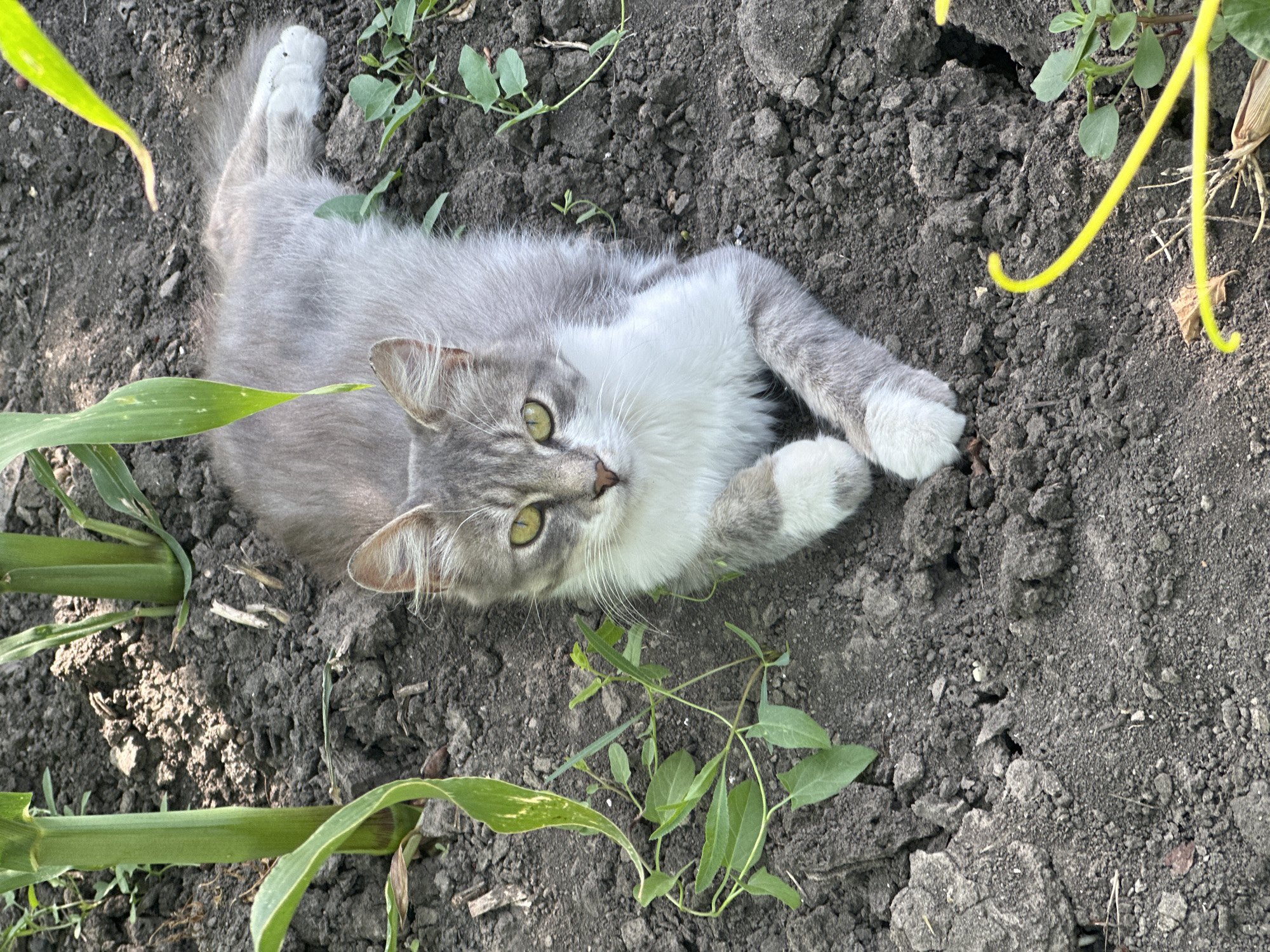 A medium-haired, grey and white cat lies on dark soil near the base of two green corn stalks. The cat's head is turned towards the camera, its green eyes are open, and its ears are alert. Its front paws are crossed, and its white paws are visible. The soil is uneven and appears dry, with small green plants growing in scattered patches. A thin, bright yellow vine or piece of string is coiled in the lower right corner of the image. The background is out of focus, but it appears to be more soil and foliage. The scene is outdoors, under natural light. The location is specified as Hîrbovăț, Moldova.