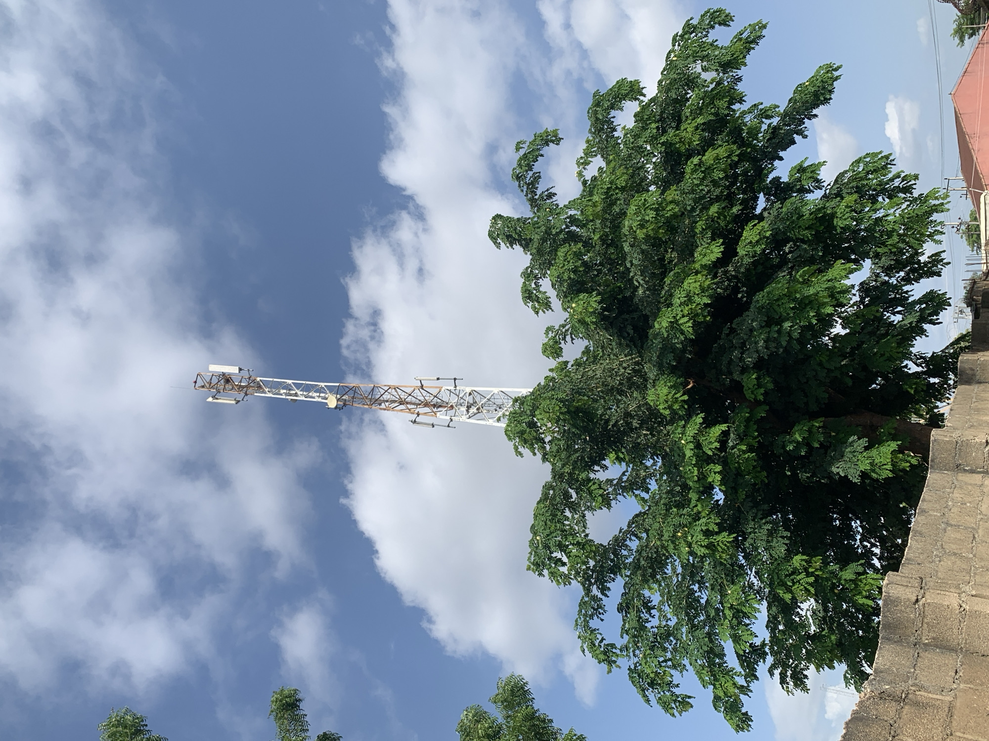 A tall, white and orange cell tower stands against a blue sky filled with white, fluffy clouds. In the foreground, a large, lush green tree with many leaves obscures part of the cell tower and a gray brick wall. The tree has a dense canopy that extends across the frame. In the lower right corner, a portion of a pink building is visible. The scene appears to be outdoors, likely in a semi-urban or suburban area.