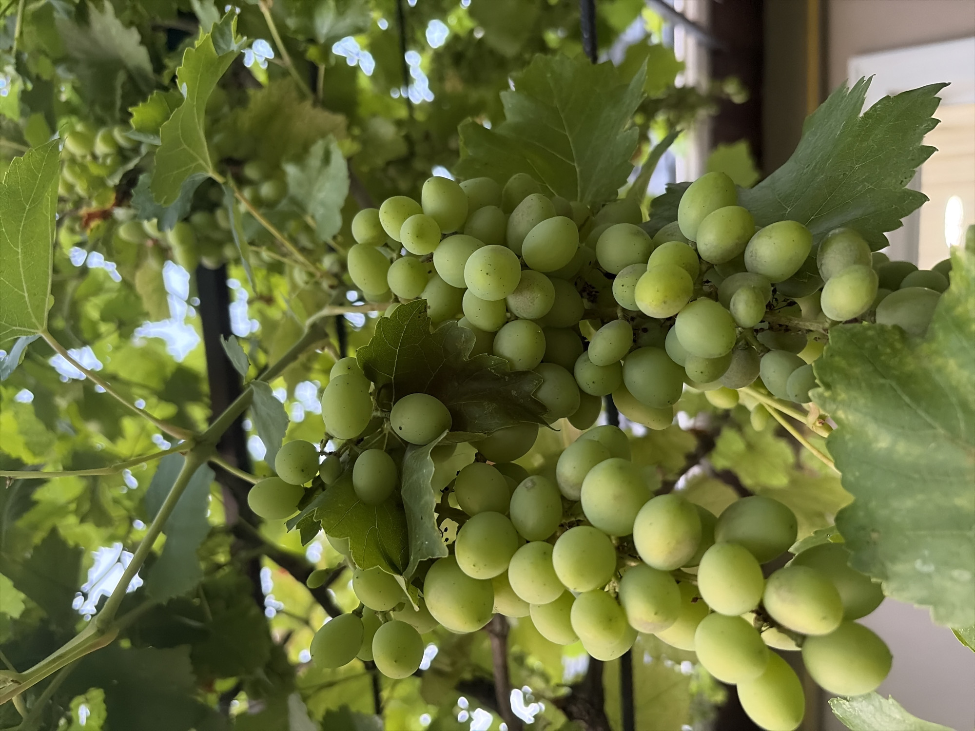 This is a close-up, upward-looking photograph of unripe green grapes growing on a vine. The grapes are clustered together, with some showing a slightly elongated shape and others more spherical. They are a pale green color, and a few appear to have small blemishes. The leaves of the grapevine are visible, appearing lush and green, with some out-of-focus leaves in the background. The lighting suggests an outdoor setting, likely during daylight hours. There are no people or animals visible in the image. The background includes hints of a structure, possibly a pergola or trellis, and glimpses of a bright, possibly sky-like, area through the leaves. The scene is located in Oxentea, Moldova.