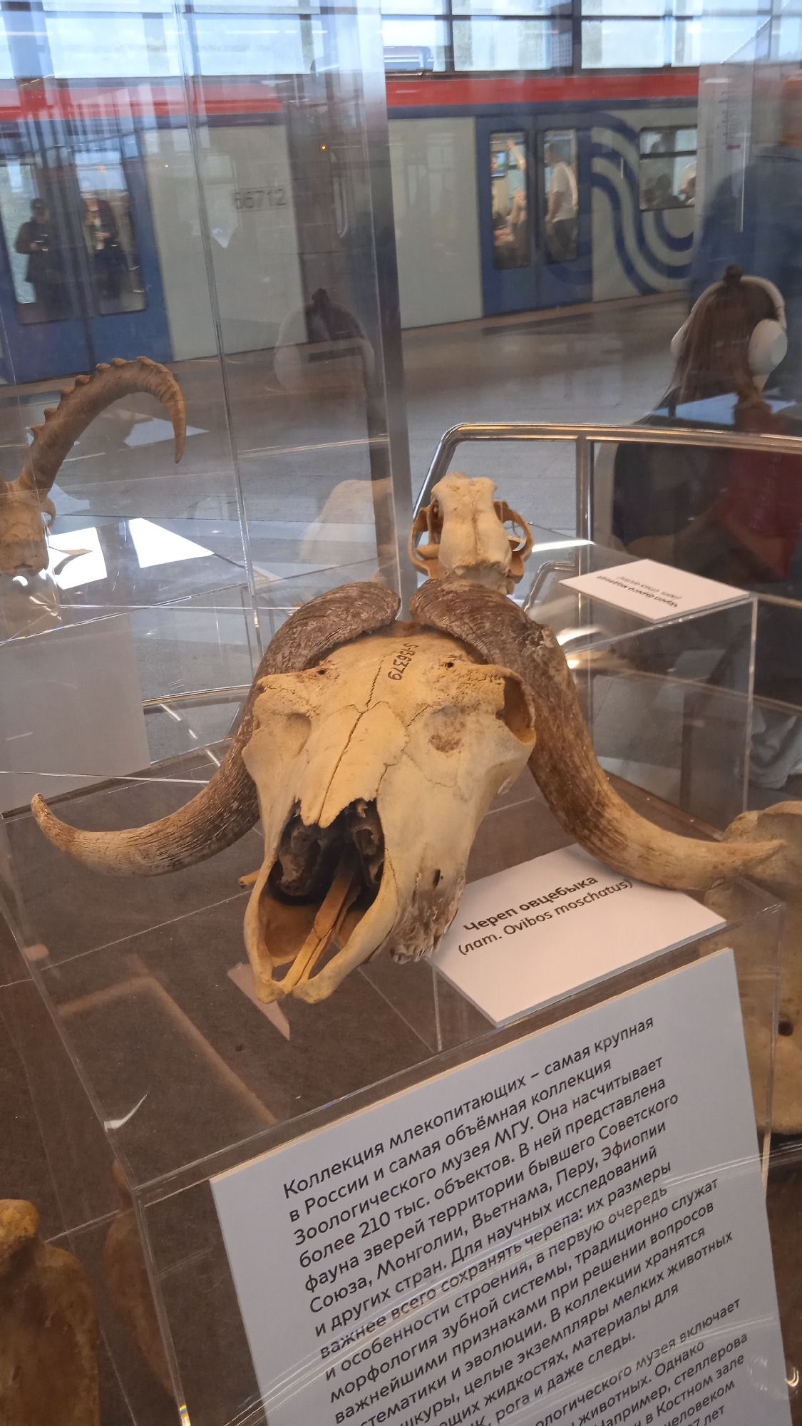 A museum display features the skulls and horns of several animals, likely sheep or goats, behind glass. The main subject is a large, pale skull with prominent, curved horns, positioned centrally. To its left, another set of curved horns is visible. Above and behind it, a smaller skull rests on a display stand. Text is present on white cards in front of and behind the skulls. The background shows a subway train with people visible inside, suggesting the museum is located in a station or has a view of one. The overall environment appears to be an indoor exhibition space with reflections on the glass.