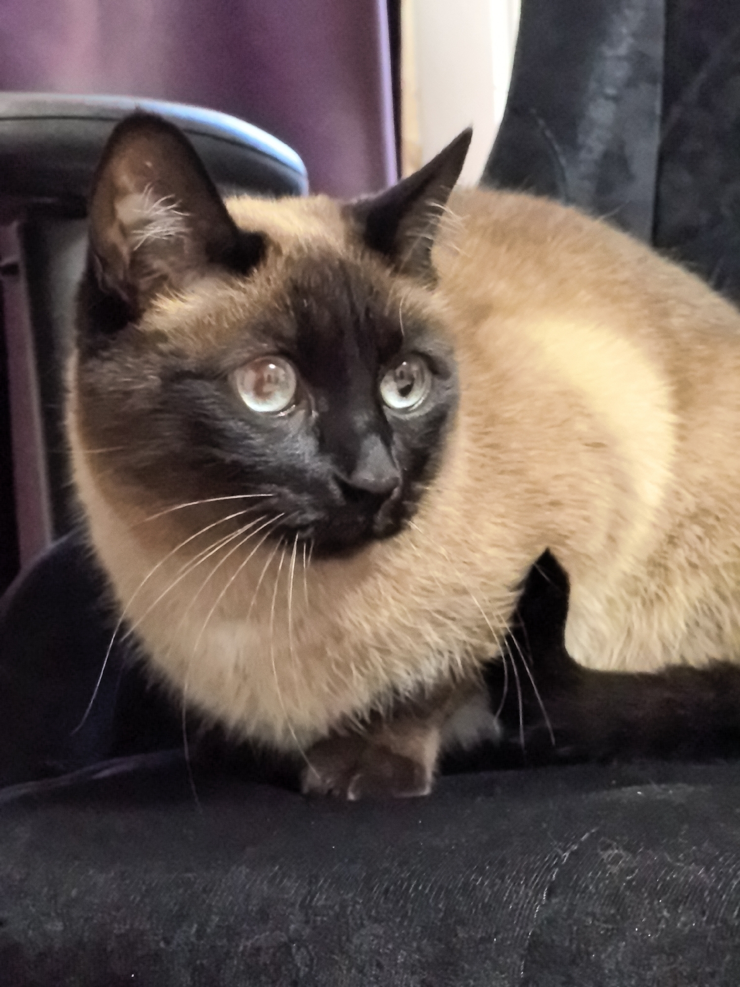 A medium shot photograph captures a Siamese cat with striking blue eyes and classic seal point markings sitting on a dark, textured surface that appears to be upholstery. The cat's fur is a light brown or cream color on its body, transitioning to darker brown on its face, ears, and tail. Its eyes are wide open, reflecting light and giving it an alert expression. The background is softly blurred, with hints of purple fabric and a white vertical object, suggesting an indoor setting. There are no people present in the image. The scene does not provide any information about its location in the city of Фролы, Russia, or any other geographical context.