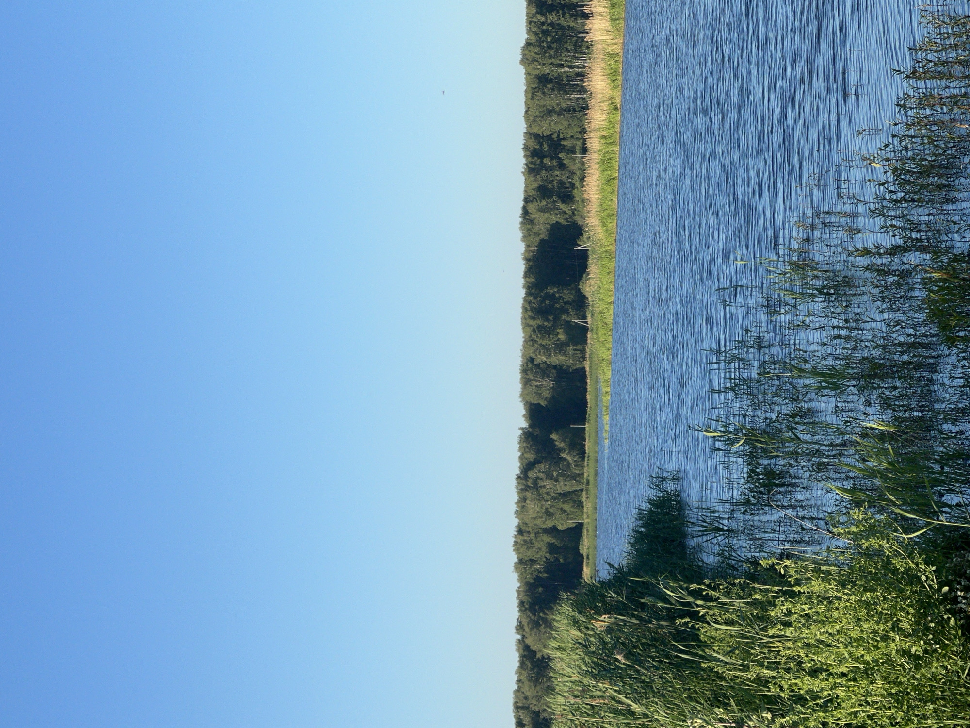 The image depicts a wide, calm river with a clear blue sky overhead. Lush green reeds and vegetation line the left bank of the river, creating a dense natural border. The opposite bank is characterized by a dense line of trees, forming a forest. Some dry reeds or grasses are visible in the mid-ground between the river and the forest. The water surface is rippled, suggesting a gentle breeze. The scene is bathed in sunlight, with shadows cast by the trees on the far bank. The overall impression is one of a peaceful, natural landscape. This scene is located in Novopichugovo, Russia.