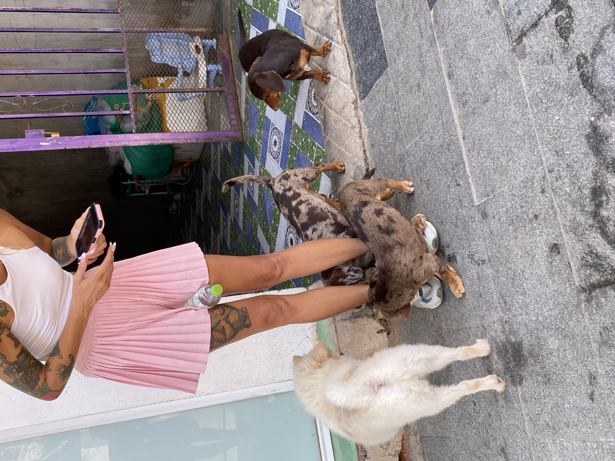 A woman with tattoos on her arms and legs stands on a paved sidewalk, wearing a white tank top and a pink pleated skirt. She is holding a pink smartphone in her right hand and a plastic bottle with a green cap is tucked into her skirt. Four dogs are gathered around her legs on the sidewalk. One is a fluffy white dog facing away from the camera. Three are dachshunds; one is a solid brown, and two have a merle coat pattern. The dachshunds appear to be interacting with each other and possibly sniffing at the woman's shoes. Behind the woman and dogs is a building with a purple metal gate. Inside the gate, several large, brightly colored bags and other items are visible. The ground in front of the building is tiled with a geometric pattern of blue, green, and white squares. The sidewalk is made of rough, gray granite.