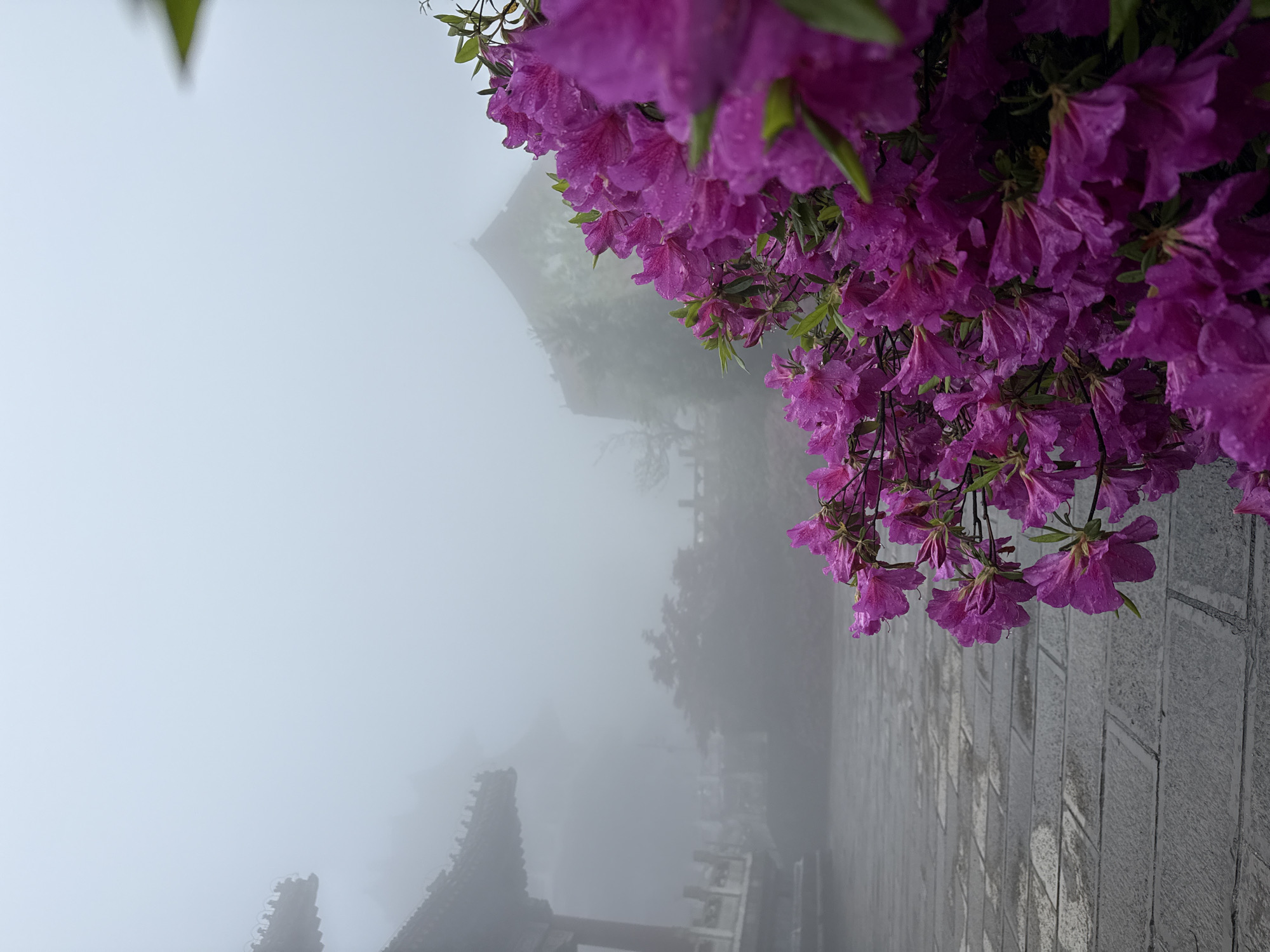 The image shows a view in Yongding District, China, shrouded in dense fog. In the foreground, vibrant purple flowers hang down, covered in droplets of water. Behind the flowers, the mist obscures the view of buildings and trees. To the left, the silhouette of a traditional Chinese building's roof is visible through the fog. The ground is paved with gray stone bricks.