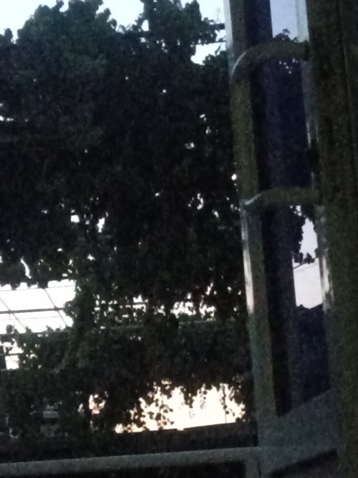 The image shows a dark, out-of-focus view of trees and part of a structure that appears to be a modern building with glass elements, possibly an elevator shaft or a building facade. The scene is dimly lit, suggesting it might be dusk or dawn. The trees are dense and dark green, with some lighter patches where light filters through the leaves. The structure on the right is tall and has vertical, dark columns with reflective glass panels. The overall impression is of an urban environment with greenery integrated into modern architecture. The image is too blurry to definitively identify specific landmarks or confirm the location in Chust, Uzbekistan.