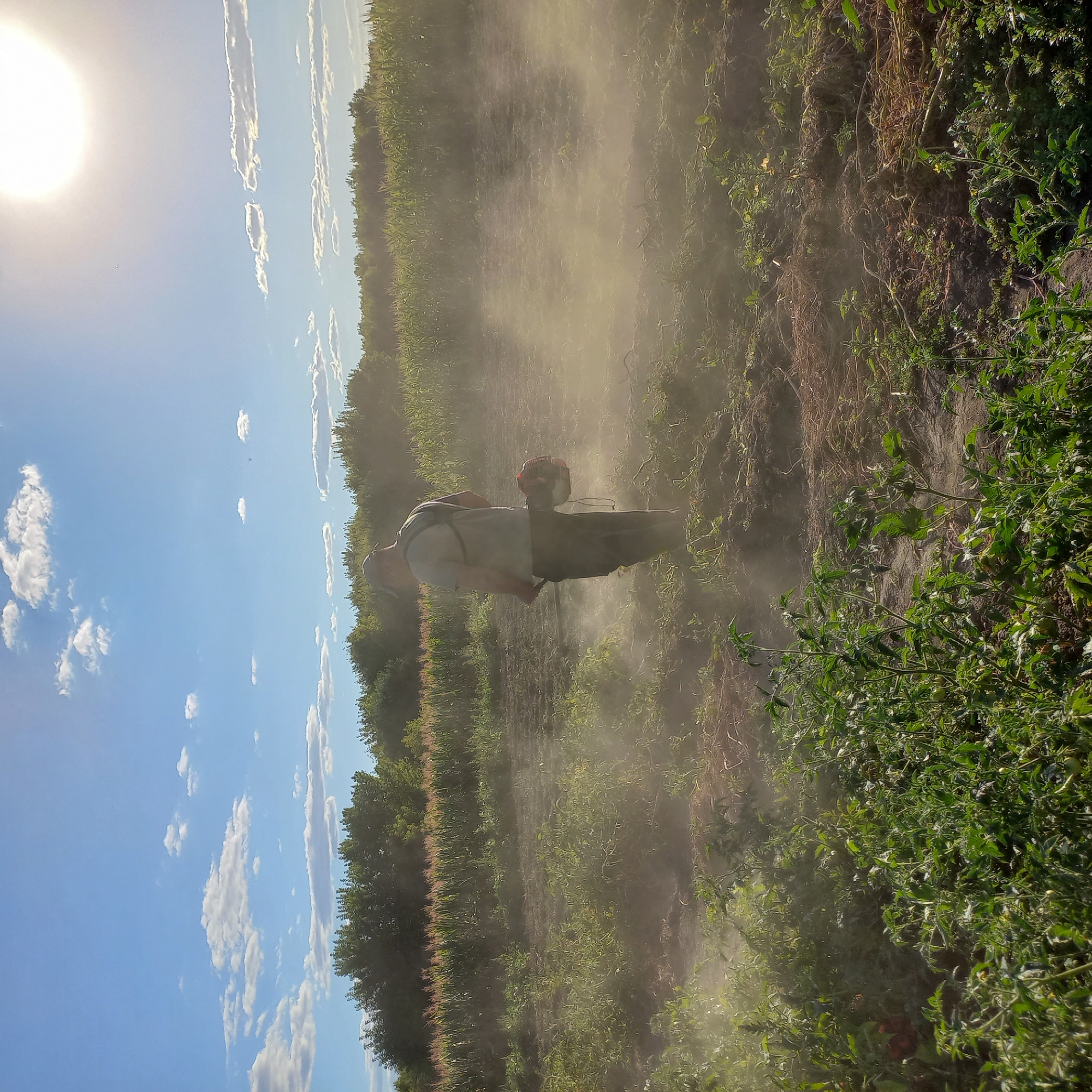 An outdoor, low-angle medium shot captures a person working in a field under a bright, hazy sun and a blue sky with scattered white clouds. The individual, wearing a cap and a light-colored t-shirt with a backpack, stands in the center of the frame, facing away from the camera and operating a string trimmer that is producing a cloud of dust. The field appears to be cultivated, with rows of low-lying green plants in the foreground and what looks like corn stalks in the background, suggesting an agricultural setting. The ground is a mixture of dark soil and dried plant matter. The hazy sun is positioned in the upper right corner, and a faint glare obscures details in that area. The overall impression is of agricultural work being done in warm, possibly dry conditions.