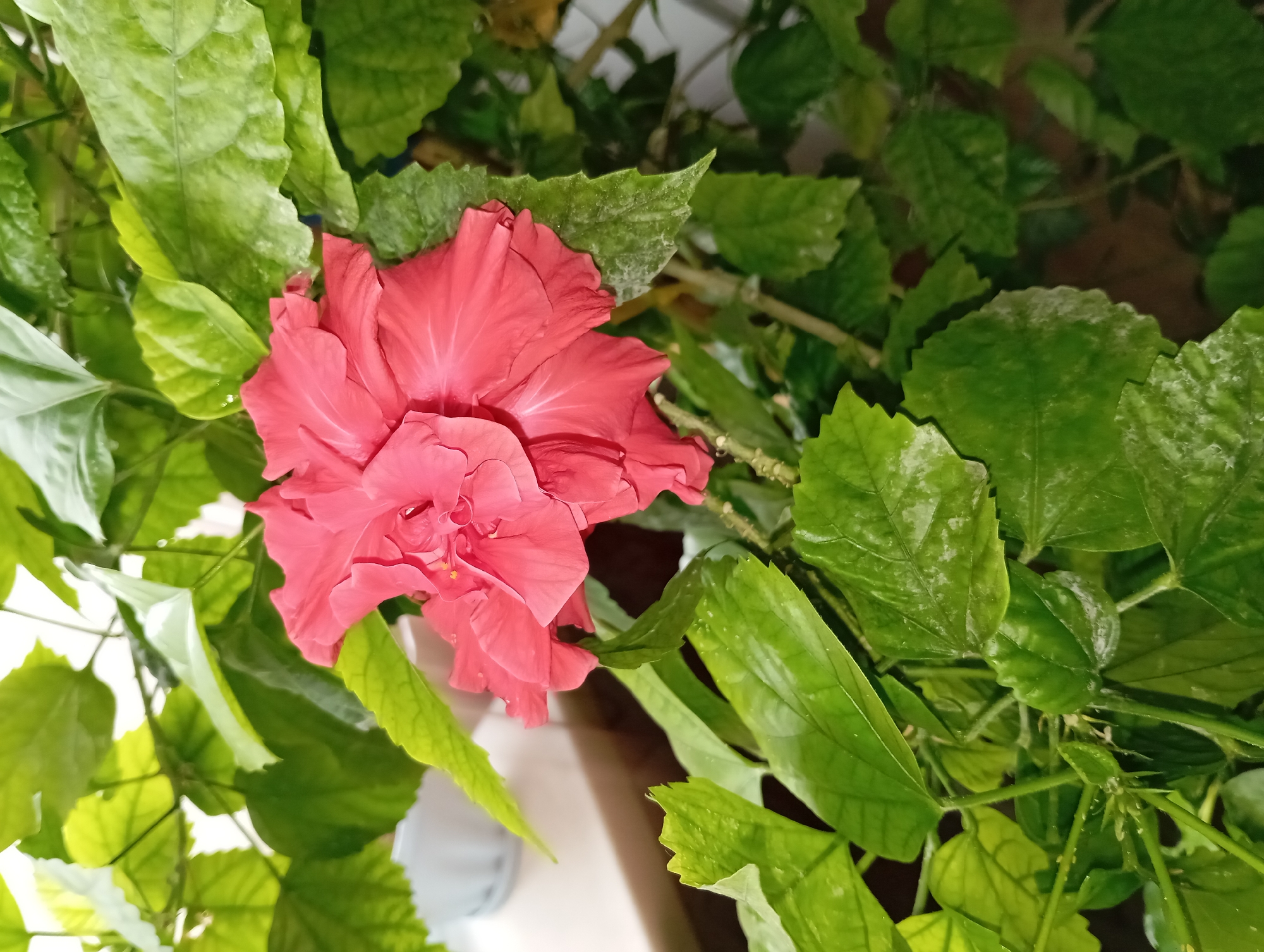 A close-up shot of a red hibiscus flower in full bloom surrounded by green leaves. The location is unspecified; there is no verifiable evidence within the image to place it in Yurgamysh, Russia, or anywhere else. The flower and plant are the main subjects. There are no people visible.