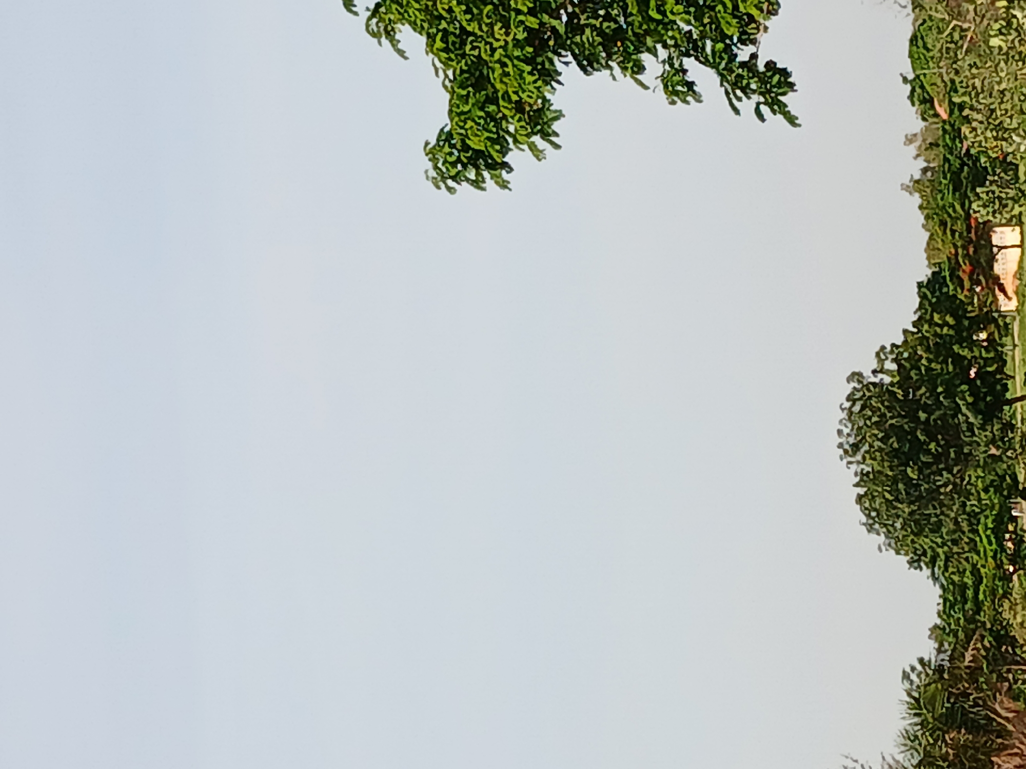 A close-up shot shows the upper branches of a large, leafy green tree against a clear, pale blue sky. The branches are laden with dense foliage, and the leaves are a vibrant green. The tree is partially silhouetted against the bright sky. In the distance, a line of trees and foliage forms the horizon, with the top of a building visible amidst the greenery. The scene appears to be a natural outdoor setting in the city of Howayi, Nigeria.
