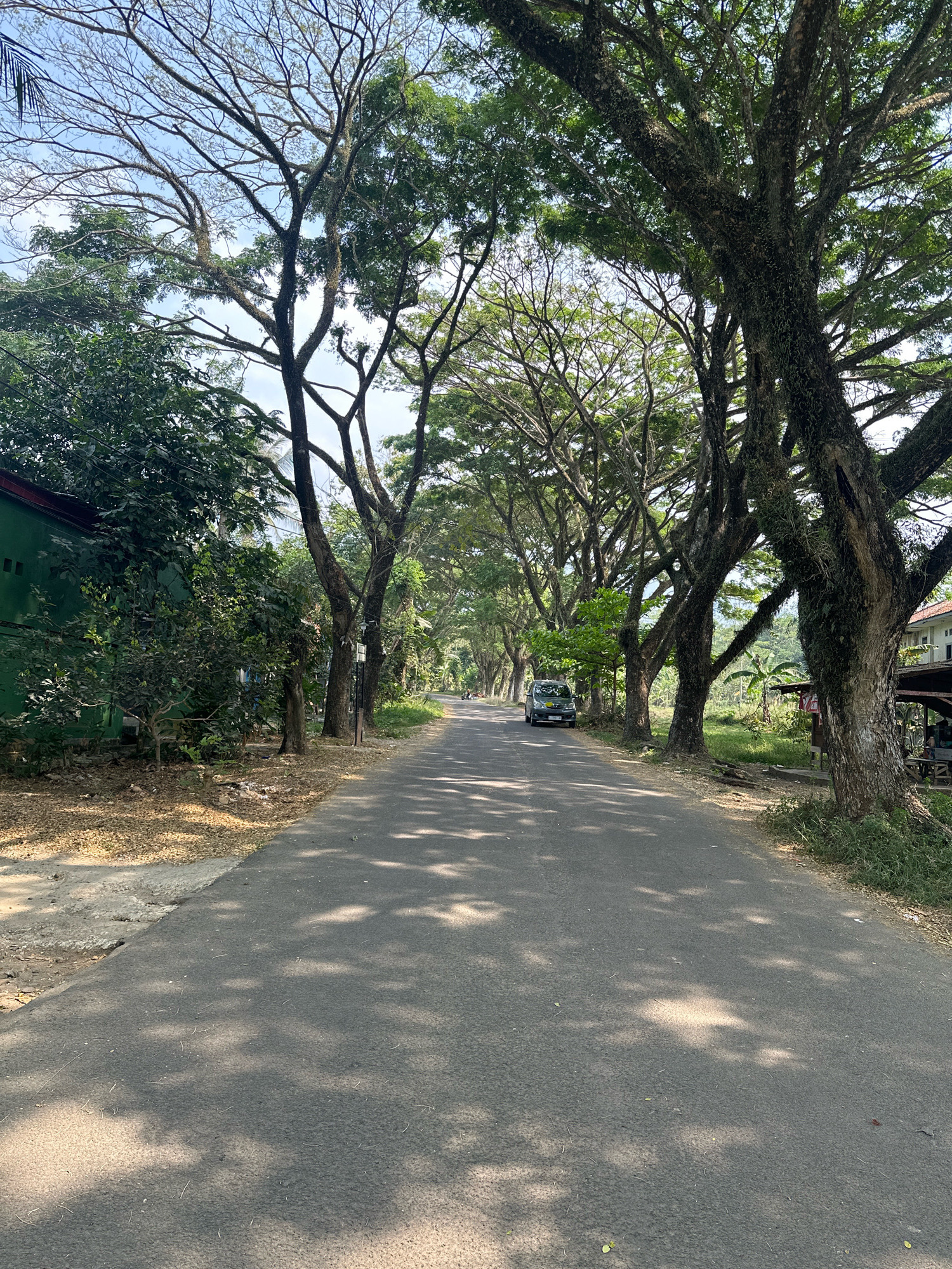 A paved road stretches into the distance, flanked by a dense canopy of large trees on both sides. The trees have thick, textured trunks and sprawling branches that create a dappled sunlight effect on the asphalt. On the left side of the road, a bright green building is partially visible behind a cluster of smaller trees and bushes. Further down the road, a silver car is parked. The environment appears to be a rural or semi-rural area, possibly within the city of Saruni, Indonesia, characterized by lush vegetation and a serene atmosphere.