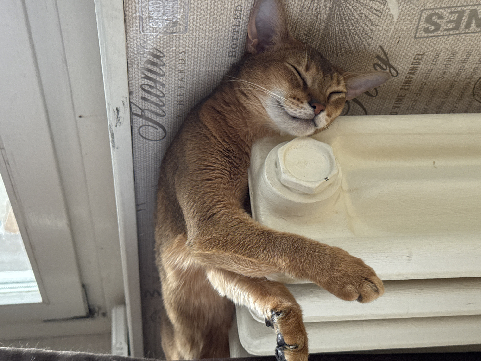 A light brown Abyssinian cat is sleeping on a white radiator. The cat is positioned between a white window frame on the left and a patterned wall on the right, inside a building in the city of Chaikovsky, Russia. The wall has a light brown background with dark brown lettering, one line of which reads "WINE ZINFANDEL". The radiator has a circular white cap. The cat is lying on its side with its eyes closed, its head resting on the radiator, and its front legs draped over it.