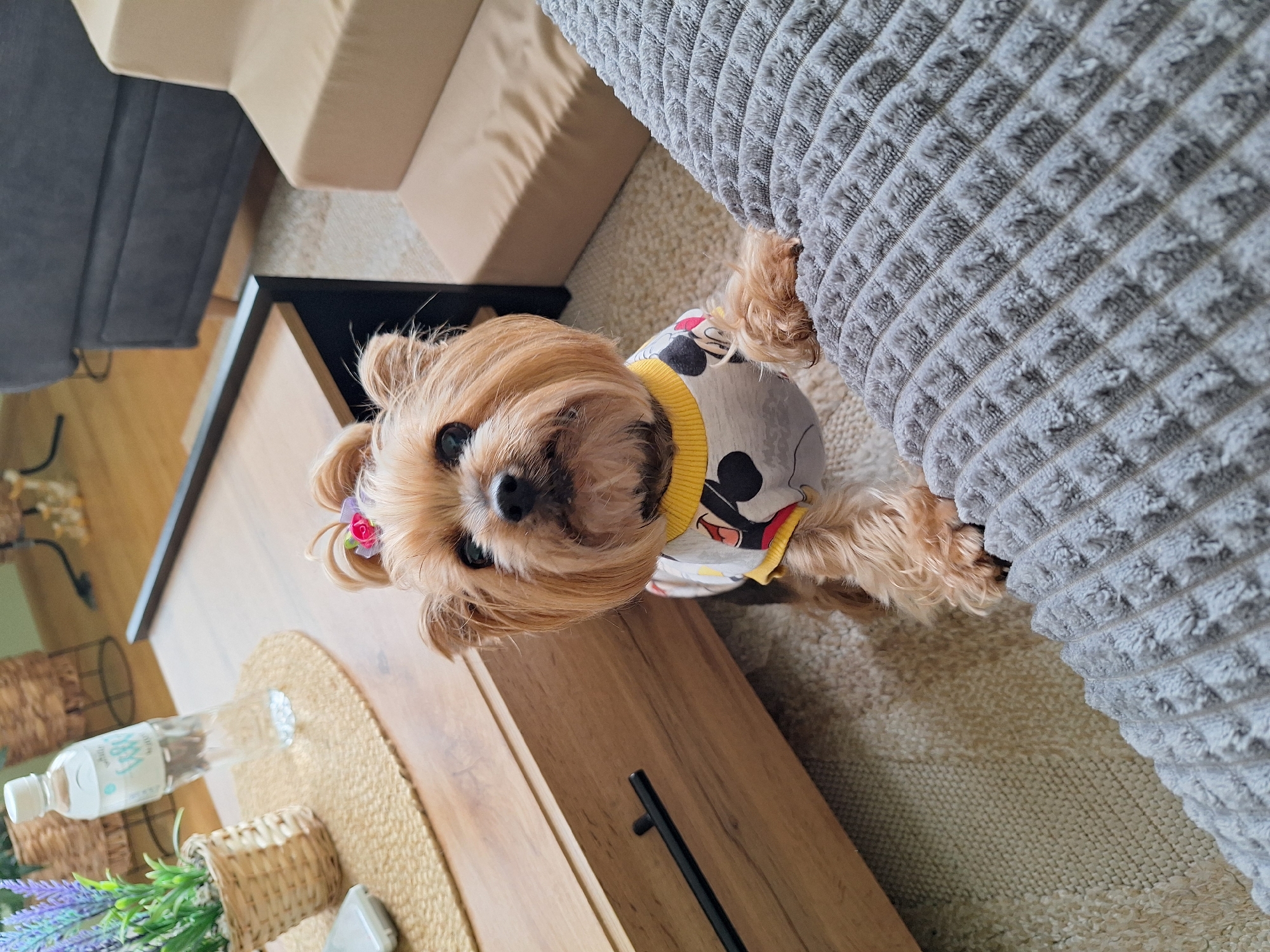 This image, oriented correctly, depicts a cozy indoor living space, likely a living room, bathed in natural daylight. The central subject is a small, light-brown or golden-furred dog, possibly a Yorkshire Terrier, looking directly at the camera with an alert and curious expression. The dog is wearing a light-colored top with a yellow collar and cartoon character designs, resembling Mickey Mouse. A small pink and purple bow is visible in the dog's fur near its ear.
The dog's front paws rest on a prominent gray sofa or armchair, characterized by its deep, textured, ribbed fabric. To the dog's right, a wooden coffee table or side table with a black drawer handle is visible. Upon this table sits a straw placemat, a clear plastic water bottle, a small woven basket containing artificial lavender plants, and a small, light-colored object. The water bottle clearly displays Chinese characters, including "农夫山泉" (Nongfu Spring) and "饮用天然水" (Drinking Natural Water).
In the background, further upholstered furniture pieces are partially seen: a dark gray sofa or chair on the left and a light beige or cream-colored sofa or cushion beyond it. The floor is covered by a light-colored, textured carpet or rug. The scene suggests a comfortable and inviting home in Montana, Bulgaria.