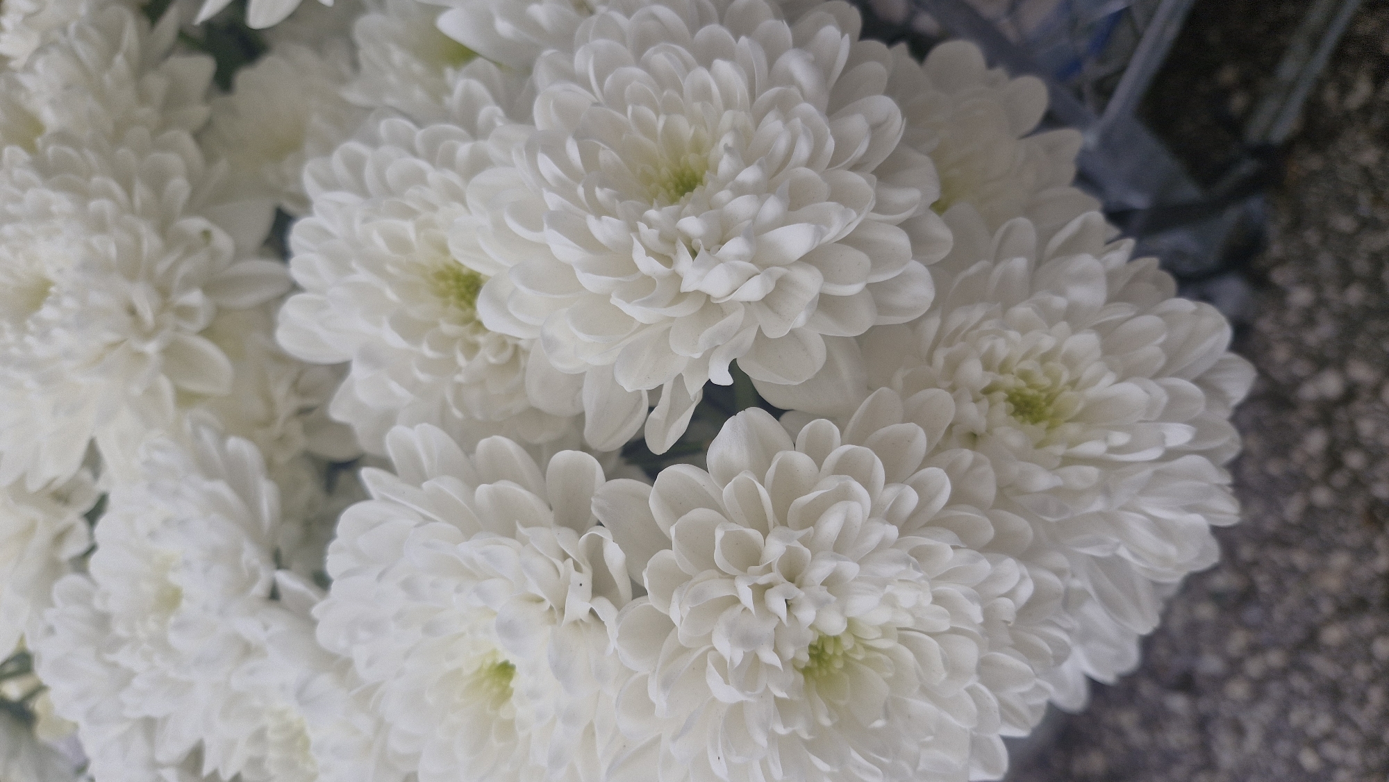 The image shows a close-up of several white chrysanthemum flowers. The petals are densely packed and arranged in a spherical shape. The centers of some flowers have a subtle greenish hue. The background is blurry but includes a hint of a gray, possibly speckled surface. The context of the image is the city of Plovdiv, Bulgaria.