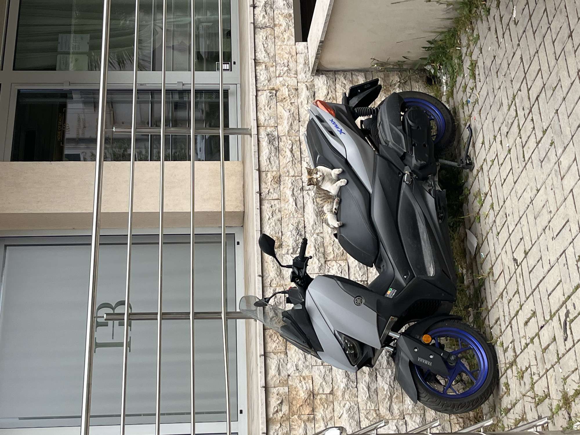 The image shows a silver and black Yamaha X-MAX scooter parked on a light grey brick sidewalk in Boreti, Montenegro. A tabby cat is lying on the seat of the scooter. The scooter is parked next to a building with a stone wall and a glass-fronted structure with metal bars. The building's windows reflect lettering. Some grass and weeds are growing in the cracks of the sidewalk behind the scooter.