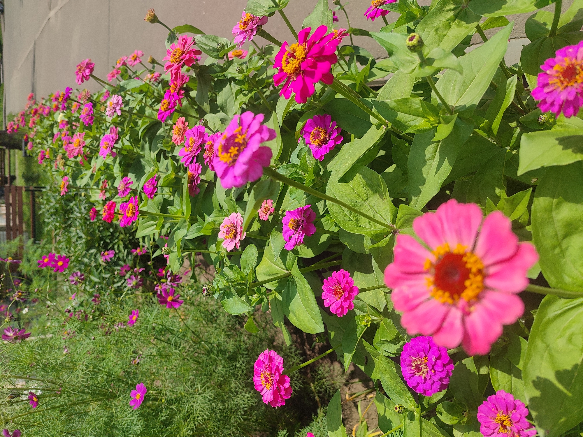 The image depicts a line of vibrant pink and magenta zinnias bordering a paved walkway. The flowers are in various stages of bloom, with some fully open and others as budding flowers. Green foliage surrounds the flowers, creating a lush contrast. In the background, blurred trees and park benches suggest a public park or garden setting. The lighting indicates it is daytime, with sunlight casting shadows on the flowers and ground. Based on typical urban landscaping and the presence of park amenities, this scene is likely located in a park in Naberezhnye Chelny, Russia, possibly along a pedestrian path or within a flowerbed.