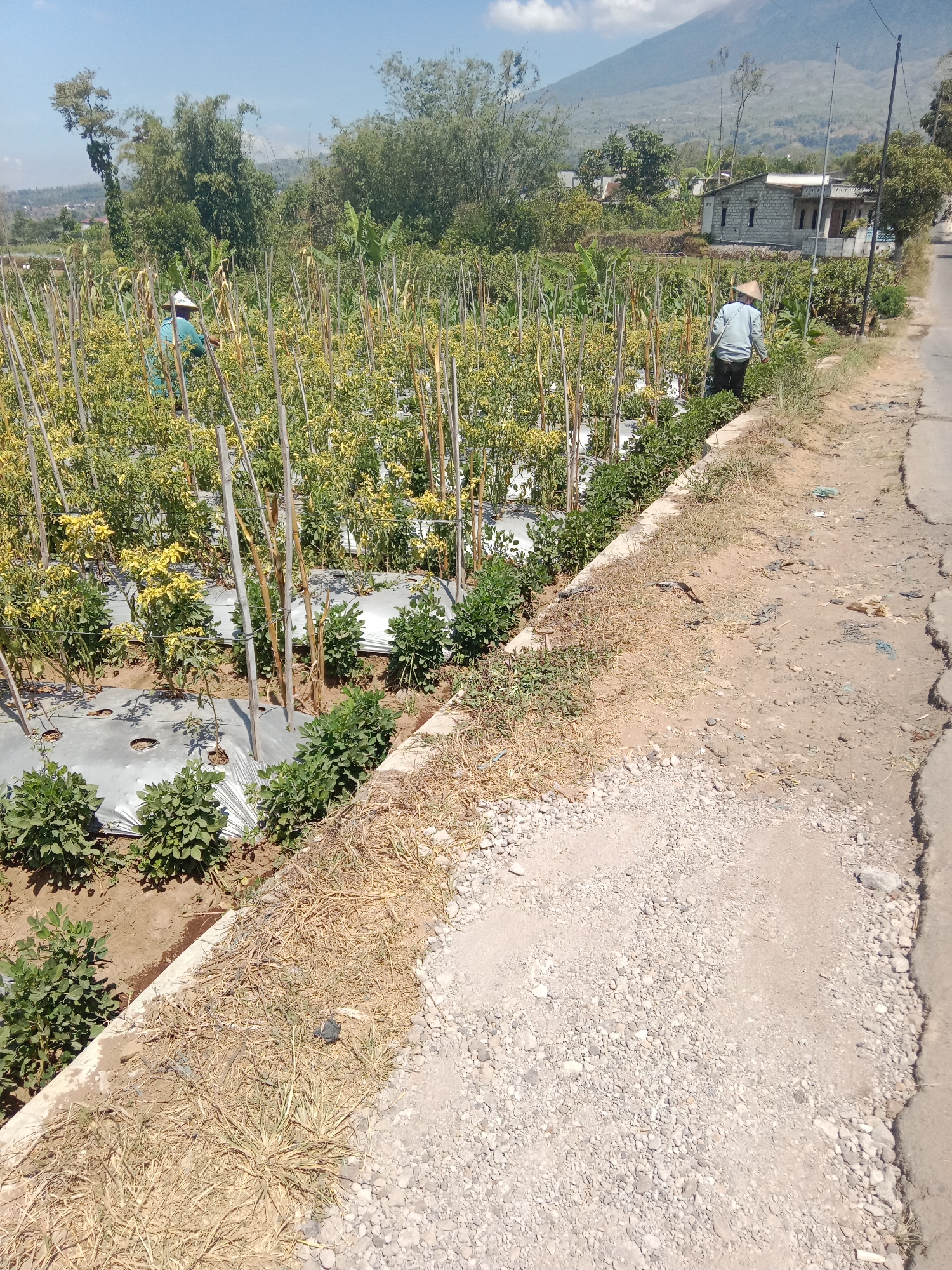 The image depicts a sunny outdoor scene in Campuranom, Indonesia, featuring an agricultural field adjacent to a rural road. Two individuals are working in the field. One person, wearing a light blue shirt and a conical hat, is tending to the crops, which appear to be chili plants supported by wooden stakes and covered with white plastic mulch. This individual is positioned closer to the road. Another person, also wearing a conical hat, is further into the field, partially obscured by the plants.
The field itself is densely planted with rows of crops, exhibiting a mix of green and yellow foliage, indicative of the chili plants. The ground is covered in a mixture of dry grass and soil. The road to the right of the field is unpaved for the most part, with a section of cracked asphalt on the far right edge of the frame. In the background, a single-story house with a light-colored brick facade is visible, along with various trees and vegetation. A large, hazy mountain dominates the distant landscape. The sky is clear and blue.