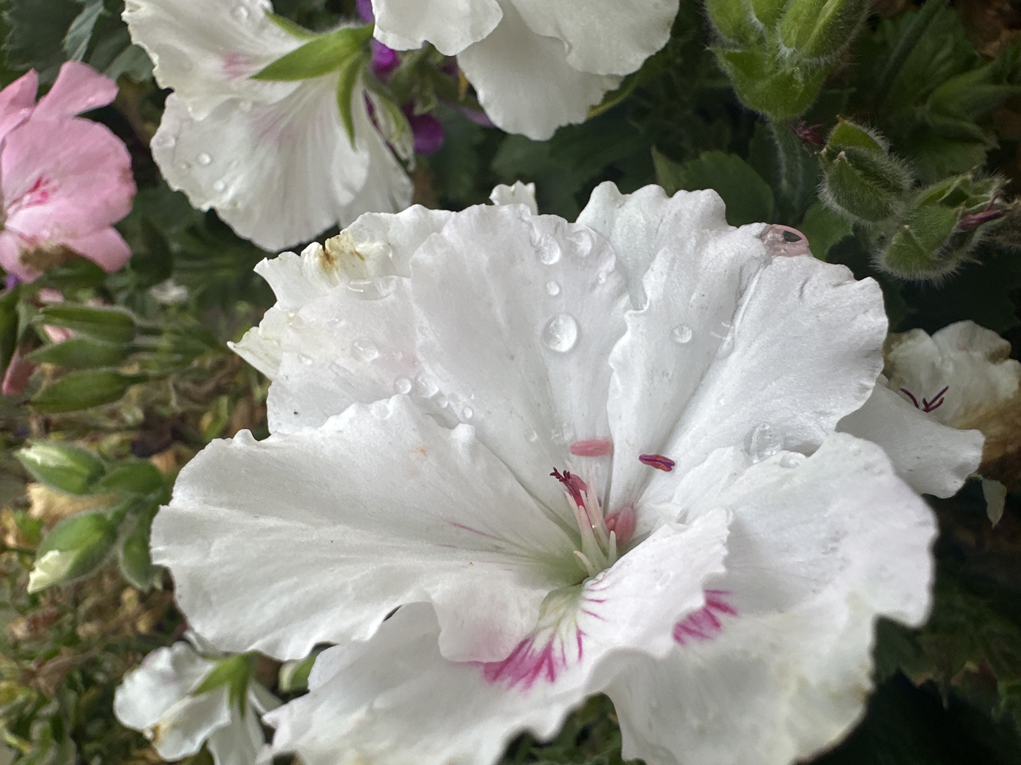 The image is a close-up, high-angle shot of white geranium flowers. The flowers are in focus, with dew drops visible on their petals, suggesting recent rain. The petals are ruffled and have delicate pink markings towards the center. In the background, partially out of focus, are pink geranium flowers, green flower buds, and dark foliage. The lighting is soft, indicating an overcast day or shade. There are no people or discernible landmarks suggesting a specific location in Łódź, Poland.