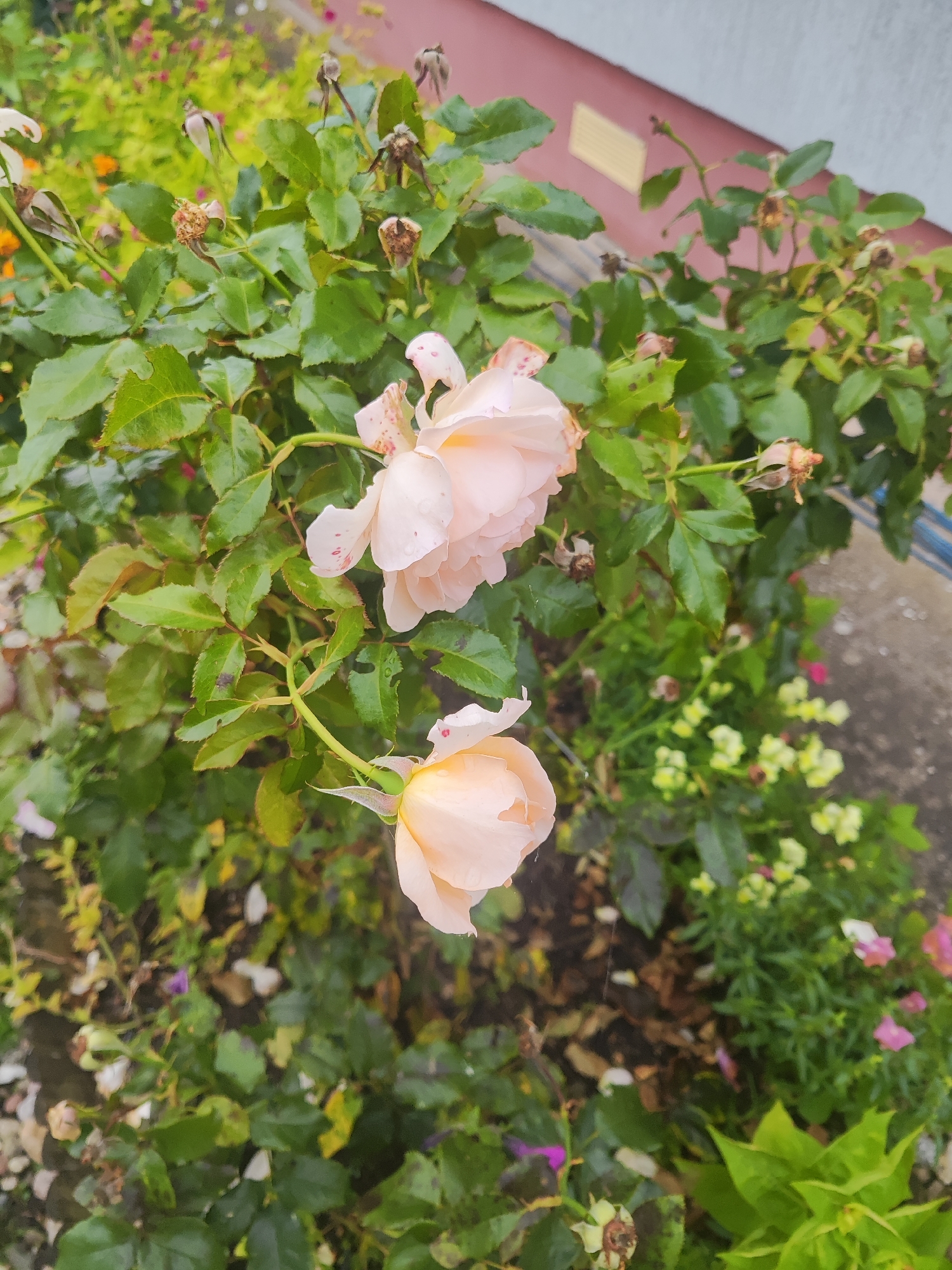 The image depicts a rose bush with two light pink roses in focus, one blooming and the other partially open. The roses are situated in a garden setting, with lush green leaves and some wilted rose hips visible. In the background, there are other flowering plants and a hint of a building with a light-colored wall and a reddish-brown section. The ground appears to be a mixture of soil, fallen leaves, and possibly some paving. The overall scene suggests an outdoor garden in a residential area. The location in Gvardeysk, Russia, is not visually evident from the image itself, as there are no specific landmarks or identifiers.