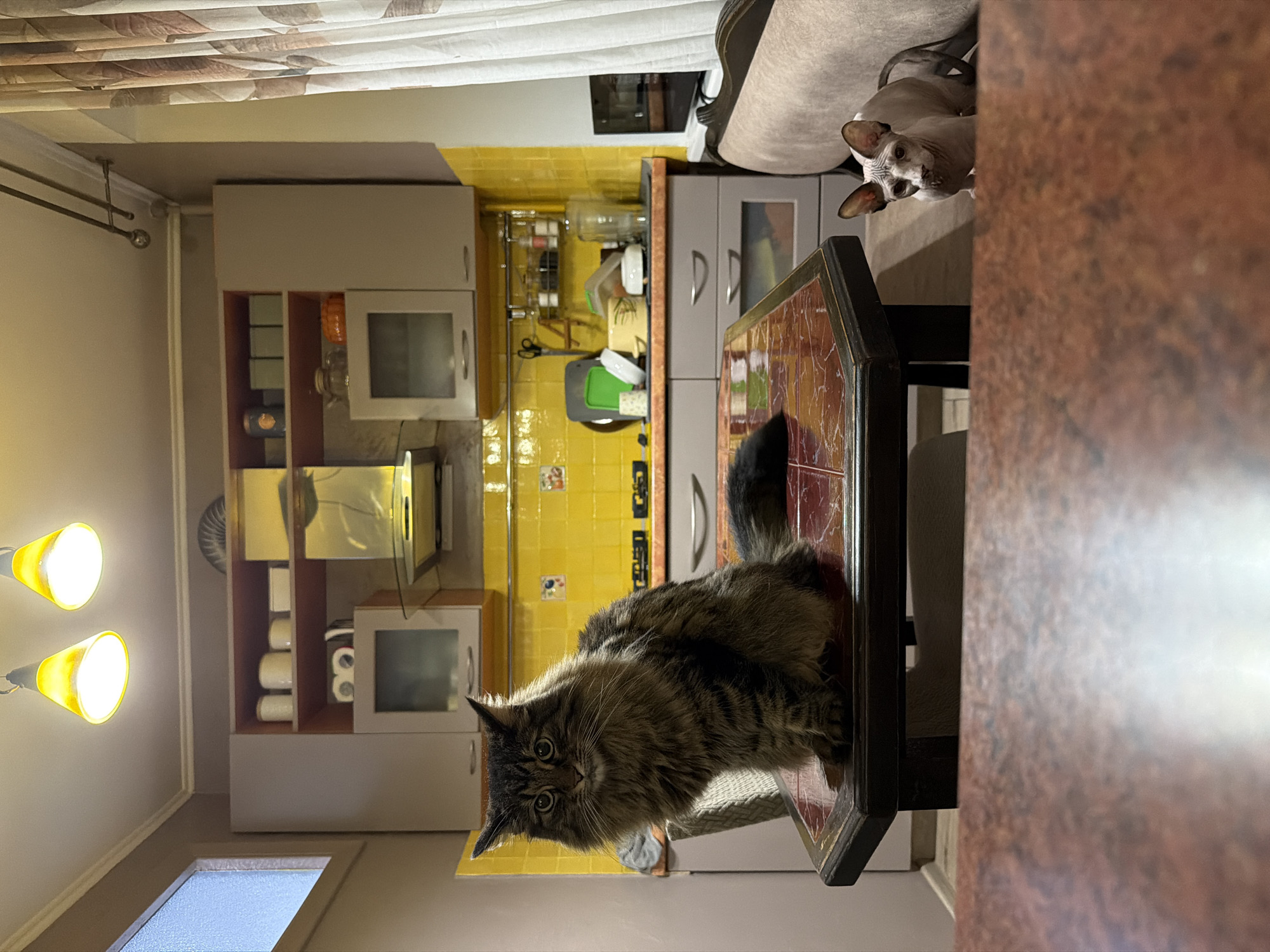 The image captures an indoor scene, likely a kitchen, with two cats as the primary subjects. A large, fluffy tabby cat sits attentively on a hexagonal table in the foreground, facing the camera. Behind the table, a smaller, hairless Sphynx cat is partially visible, peeking from behind a light-colored sofa on the right side of the frame. The kitchen area features yellow tiled backsplash, light gray cabinets, and a stainless steel range hood. Two yellow pendant lights hang from the ceiling, illuminating the space. The overall environment suggests a domestic setting. There is no information in the image to indicate the location in the city of Odesa, Ukraine.