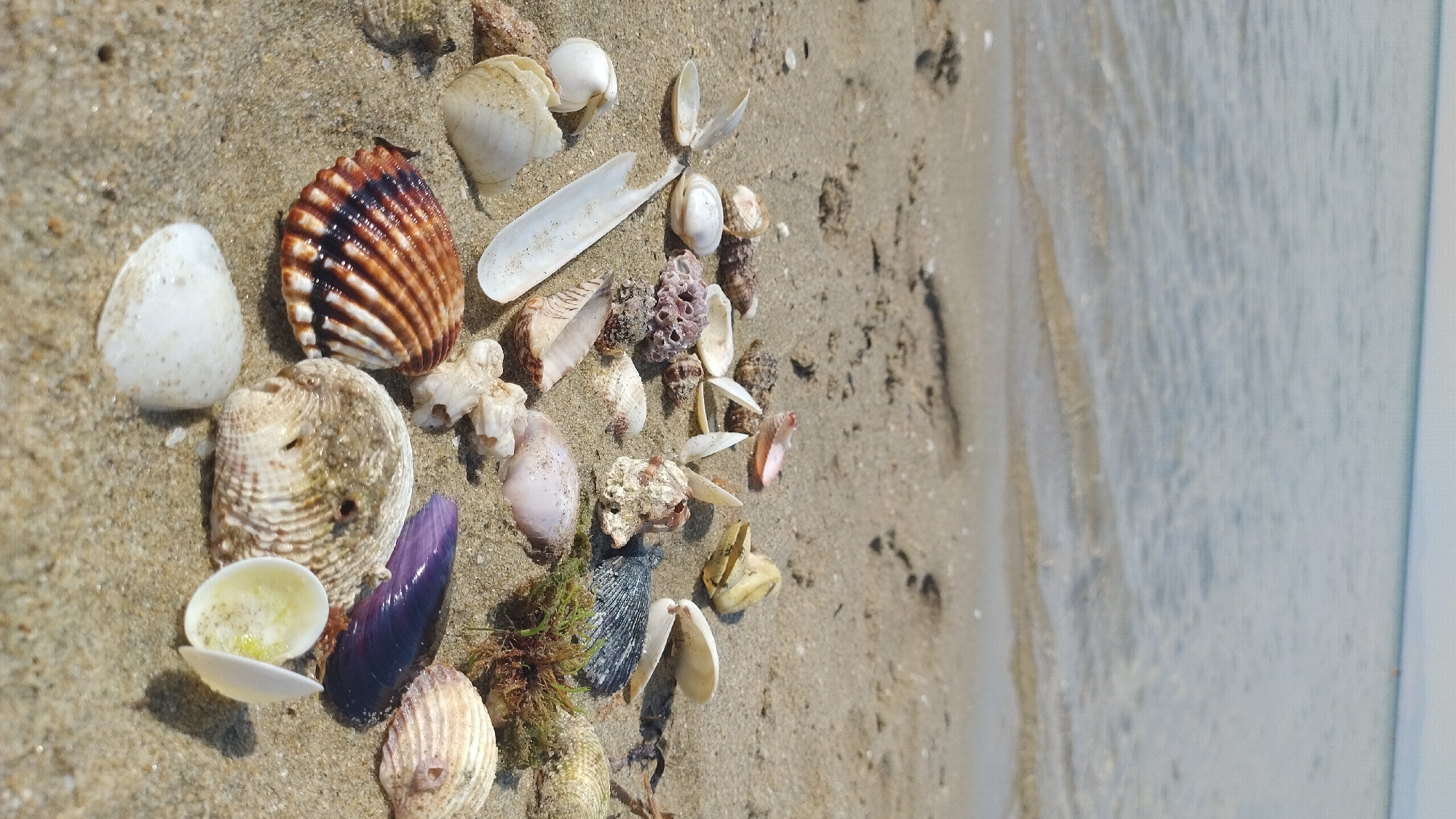 A low-angle, close-up shot captures a variety of seashells scattered on a sandy beach in Neoi Epivates, Greece. The foreground is dominated by the shells, with their diverse shapes, textures, and colors. A large, ridged brown and white shell is prominently positioned in the lower left. Adjacent to it are several white and cream-colored shells, some open and others closed. A long, pointed white shell lies horizontally in the center. To the right, a large, textured shell with visible holes sits next to a vibrant purple mussel shell and a small cluster of green seaweed. The sand appears damp in places, with footprints subtly visible in the background. The shallow, calm water of the sea gently laps at the shore in the upper portion of the image, with the horizon line of the sea and sky visible in the distance. The scene is devoid of any people.