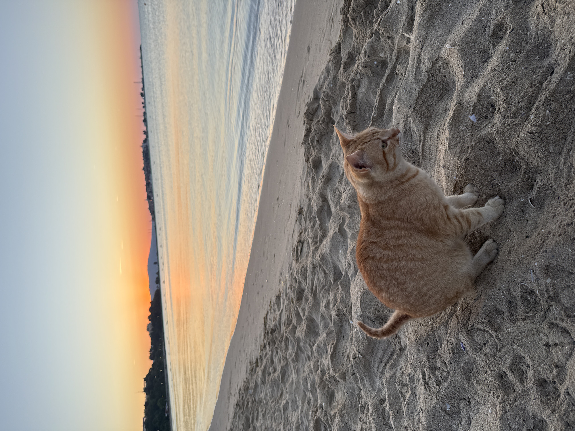 An orange tabby cat sits on a sandy beach at sunset, with the sea and a distant coastline visible. The cat is facing right, with its tail curved upwards. The sand is coarse and shows footprints. The water reflects the warm orange and pink hues of the sunset sky. In the background, the silhouette of the ancient town of Nesebar, Bulgaria, is visible along the coast, with buildings and a church spire dotting the landscape. The sky transitions from a pale blue at the top to a vibrant orange near the horizon.