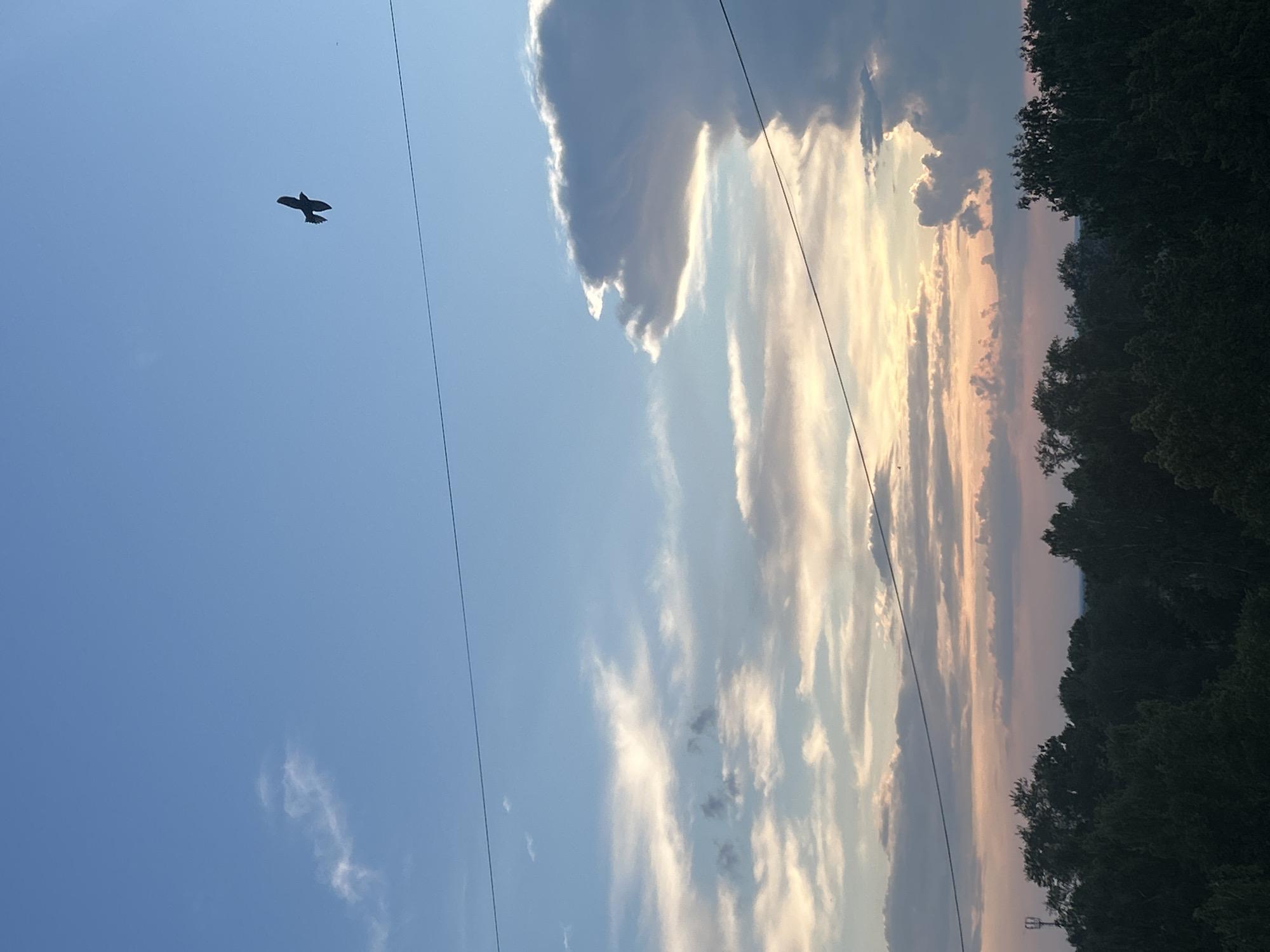 The image captures a sunset over a forested area in Chaikovsky, Russia. The sky is a gradient of blue, transitioning to soft pinks and oranges near the horizon, with various clouds scattered throughout. A single bird is visible in silhouette against the bright sky. In the foreground, a dark line of trees stretches across the bottom of the frame, with a faint hint of a structure, possibly a cell tower, peeking out from behind the trees on the left. Two thin, dark wires run horizontally across the image, intersecting the sky and the distant landscape.