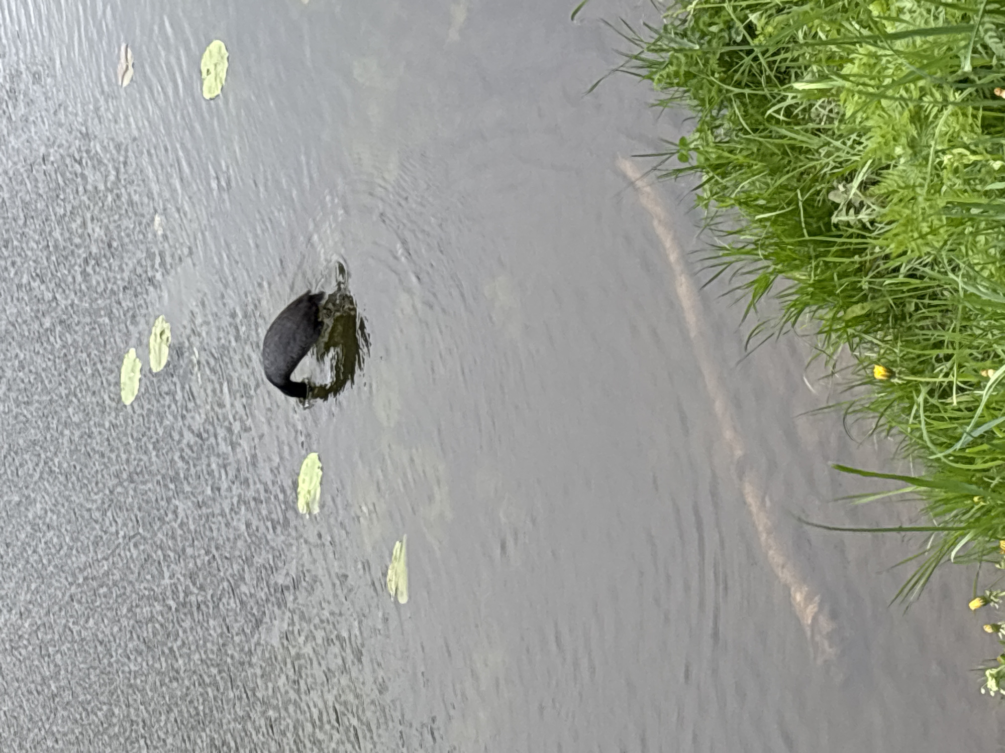 A water bird swims in a body of water, likely a canal or river, with lily pads floating on the surface. Lush green grass grows along the bank on the right side of the image. The location is most likely Saint Petersburg, Russia, due to the prevalence of canals and rivers throughout the city.