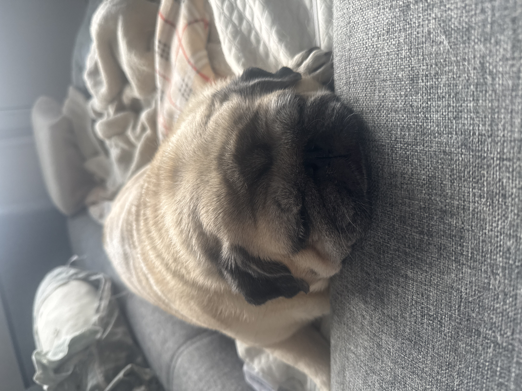 A pug is sleeping on a gray sofa. The pug is fawn-colored with black markings around its face and ears. It is lying on its stomach with its head resting on the sofa. In the background, there are several blankets and pillows. The lighting suggests it is daytime, possibly indoors near a window. There are no recognizable landmarks or features that would indicate a specific location within Bishkek City, Kyrgyzstan.