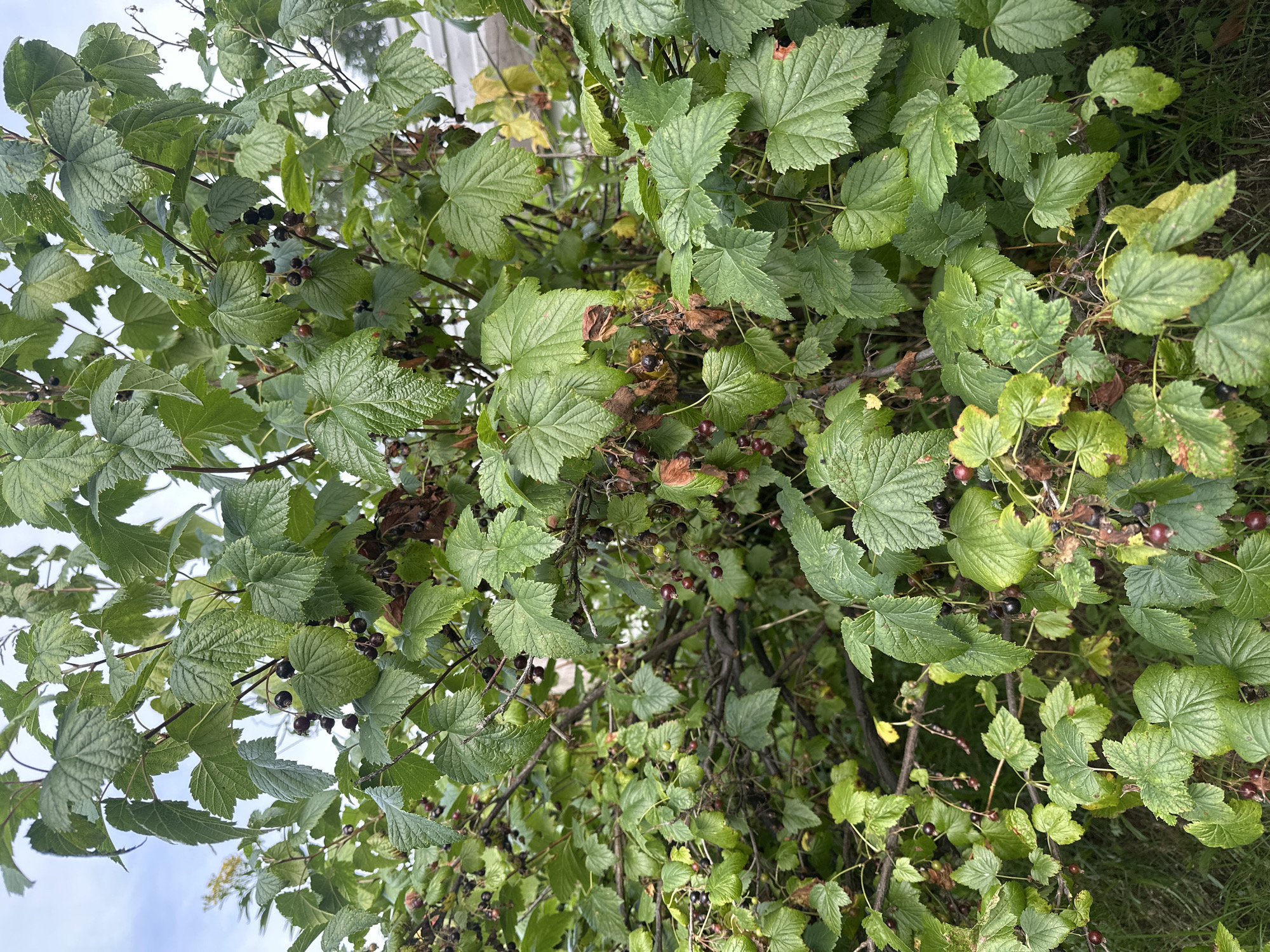 A close-up, eye-level shot captures a dense blackcurrant bush laden with dark berries, some ripe and others still green, interspersed with lush green leaves. A few brown, dried leaves are also visible, suggesting the end of the growing season. The bush is situated outdoors, with hints of a building and a cloudy sky visible in the background. The scene is devoid of any human presence. The image was taken in the city of Petropavlovsk-Kamchatsky, Russia.