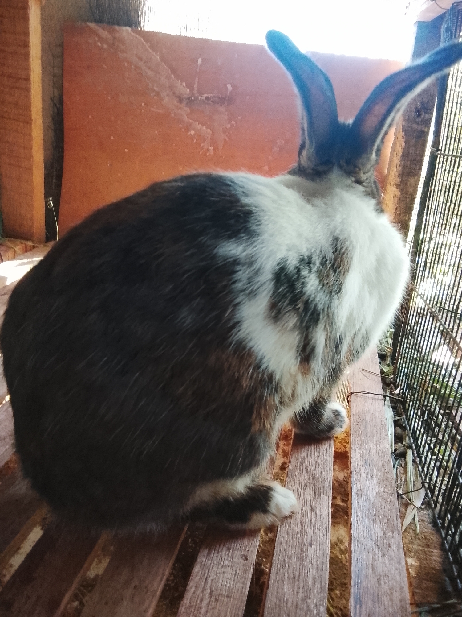 A rabbit with black, white, and brown fur sits on a wooden platform. The rabbit is viewed from the side, with its back to the viewer. Its ears are long and erect, and its fur is fluffy. The wooden platform appears to be part of an enclosure, with a wire fence visible to the right of the rabbit. The background consists of a reddish-brown surface and some vertical wooden planks. The scene is lit by natural light. The location of Meunasah Raya, Indonesia, is not visible in the image.