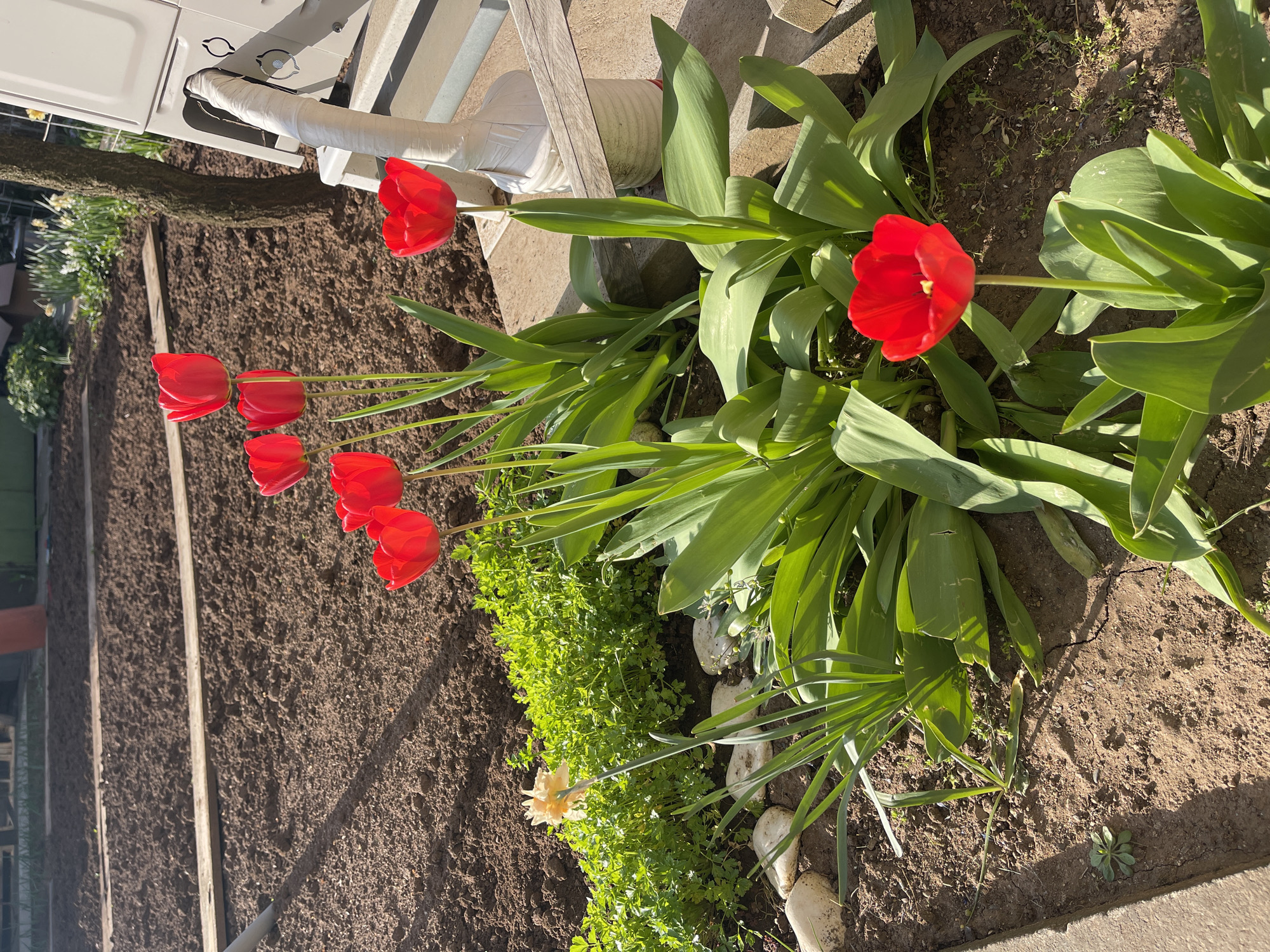 The image displays a vibrant outdoor garden scene, likely a residential backyard in Sofia, Bulgaria, under bright daylight. The main subjects are several vivid red tulips with long, broad green leaves, standing prominently in dark brown, freshly tilled soil.
To the right of the primary cluster of tulips, another solitary red tulip blooms. In the mid-ground, beneath the tulips, there is a patch of smaller green ground cover, possibly parsley, and a single pale yellow flower, resembling a daffodil or narcissus, adding a soft contrast. This planted area is bordered by a line of irregular white stones.
In the background, a white outdoor unit, likely an air conditioner or heat pump, is visible. It has insulated white pipes connected to it and features some small, indistinct symbols or logos on its surface. Adjacent to the unit, a wooden structure or fence post is partly seen. Further to the left, a tree trunk is partially visible, and more tilled brown soil extends into the background, bordered by two wooden planks.
The time of day appears to be sunny daytime, with strong natural light creating clear shadows, indicating fair weather. There are no people visible in the scene. No discernible text is clearly legible, only small symbols on the outdoor unit.
