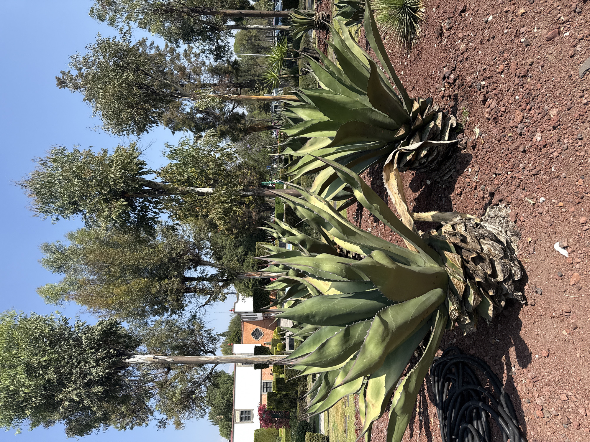 The image captures a sunlit outdoor scene, depicting a row of large agave plants alongside a wide strip of land, likely a roadside or median in San Andrés Cholula, Mexico. The perspective is slightly elevated, looking towards the distant background.
In the foreground and midground, several mature agave plants are prominent. These plants feature thick, fleshy, pointed green leaves with serrated edges. Their bases are characterized by dried, brown, and somewhat decaying lower leaves. The ground beneath and around these plants is covered with reddish-brown gravel or small volcanic rocks, which is consistent with the geology of the region. To the bottom right, a coiled black hose or cable lies on the reddish ground next to an agave plant.
Behind the agave plants, a line of tall trees with light-colored, slender trunks and dense green foliage stretches across the midground, possibly eucalyptus trees. Beyond the trees, under a clear, bright blue sky, residential or commercial buildings are partially visible. These include a white building with dark window frames and a reddish-brown building with a distinct architectural window feature. Other arid-climate plants, such as a spiky yucca, are interspersed among the trees and shrubs.
The scene is bathed in bright sunlight, casting distinct shadows from the plants and trees, indicating it is daytime, likely mid-morning or afternoon. The sky is clear and cloudless. There are no people visible, and no specific activity or event is taking place. No visible text is present in the image. The prevalence of agave plants and the reddish volcanic soil strongly align with the provided location context of San Andrés Cholula, Mexico, suggesting a dry, warm climate.