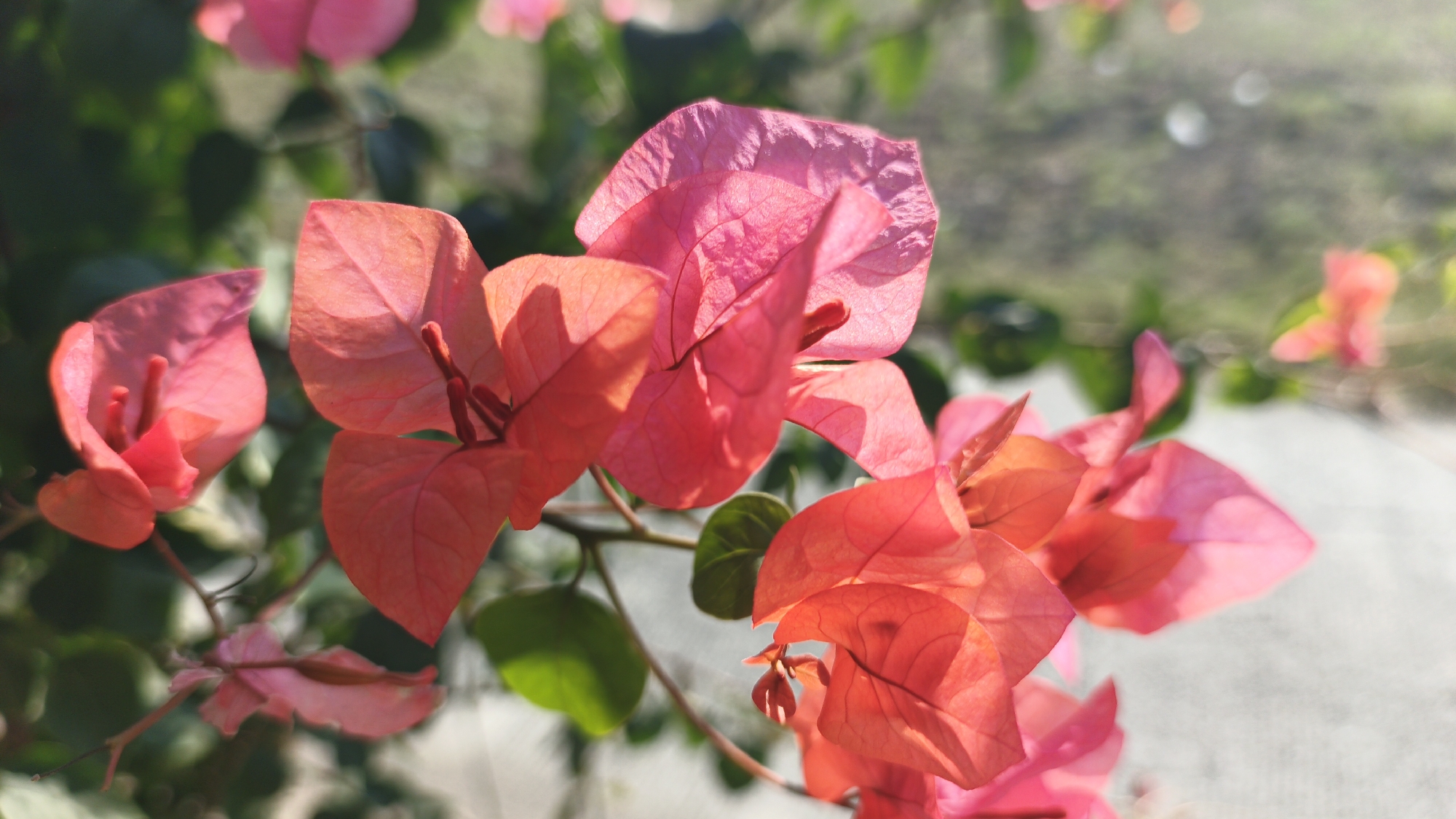 A close-up shot showcases vibrant pink bougainvillea flowers in bloom, their delicate petals translucent in the soft sunlight. The foreground is dominated by these colorful blossoms, with a few green leaves interspersed. The background is a soft blur of more foliage and a light-colored, possibly paved, surface, suggesting an outdoor setting. The overall impression is one of natural beauty and tranquility. The image does not provide any specific clues about its location in Santing, Indonesia.
