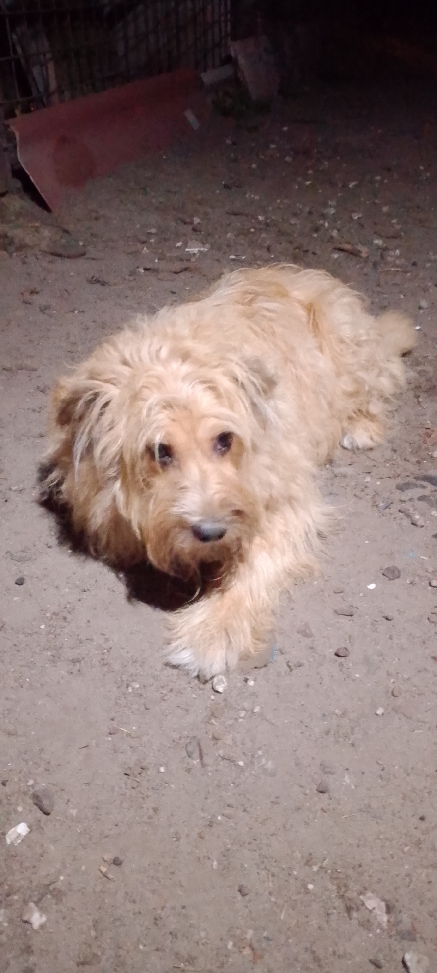 The image shows a medium-sized, light-colored, shaggy-haired dog lying on dirt or sand. The dog has a long snout and dark eyes. The background is dark and out of focus, with some indeterminate objects that could be part of a fence or debris. The lighting appears to be artificial and low, suggesting the photo was taken at night or in a dimly lit area. There is no visible indication of the city of Belgorod, Russia, nor any specific details about the environment that would pinpoint a location.