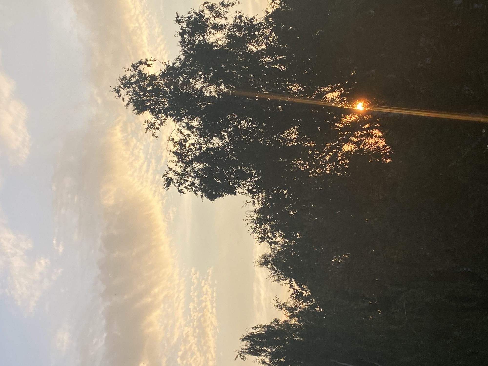 A vertical, medium shot captures a silhouetted tree canopy against a soft, orange-tinged sky with scattered clouds. The sun, a bright orb, is partially visible through the dense leaves of a prominent tree in the center-right of the frame, casting a ray of light downwards. The trees, dark and dense, occupy the lower two-thirds of the image, with the sky taking up the upper third. The image appears to have been taken in Chaikovsky, Russia, likely during a sunset or sunrise due to the warm color palette. No people or specific landmarks are identifiable.