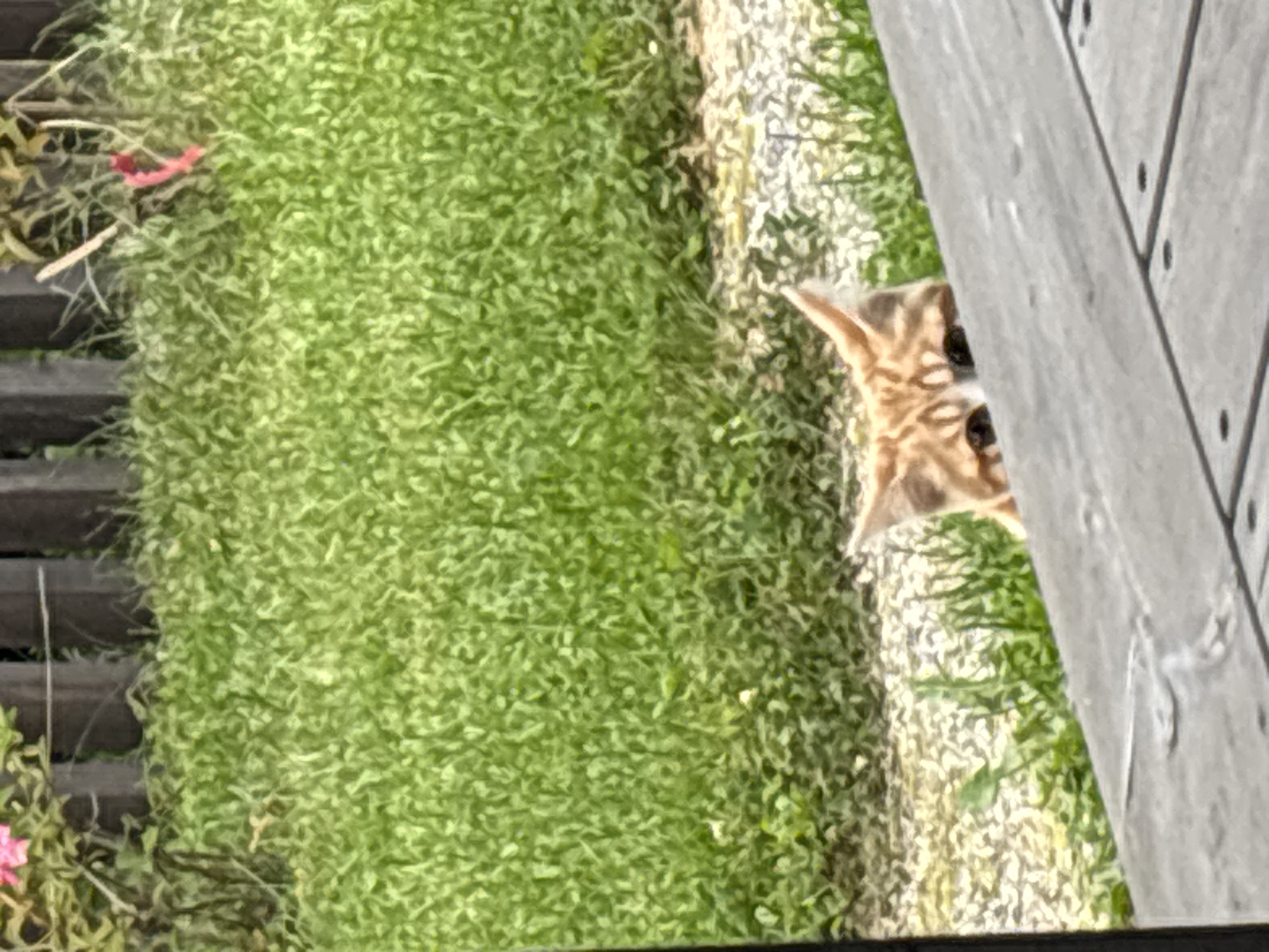 A ginger and white cat peeks over the edge of a wooden surface in a backyard setting. The cat's head and upper body are visible, with its ears pointed forward and its eyes looking towards the viewer. The background consists of green grass and a wooden fence. The scene is likely outdoors in a residential area.