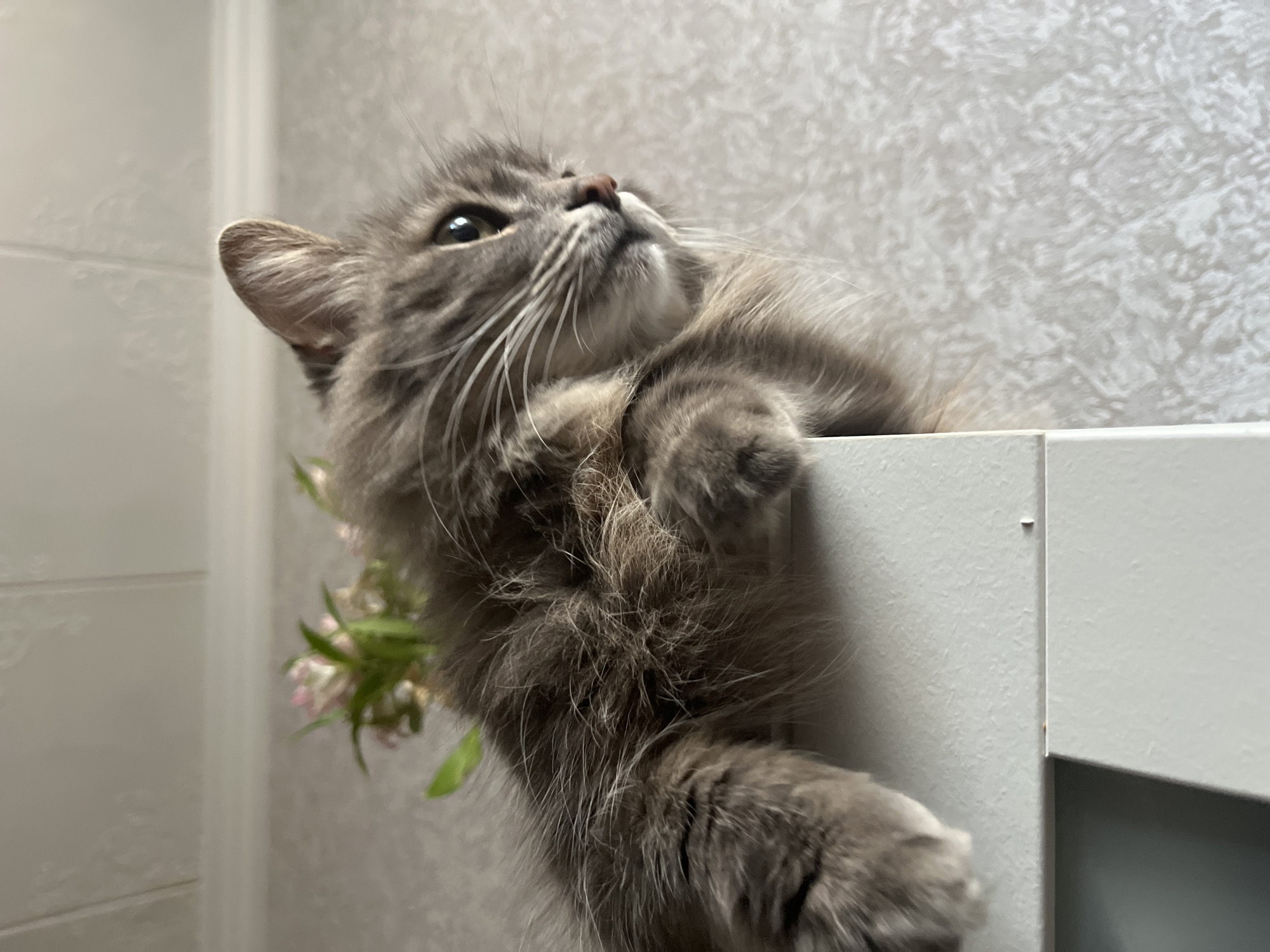 A gray, long-haired cat is perched on the edge of a white cabinet or shelf. The cat is looking upwards. Some green and pink foliage is visible near the bottom left of the frame, likely a plant or flowers nearby. The background consists of a patterned white wall. The scene is indoors. There is no indication that the photo was taken in Раздолье, Russia.