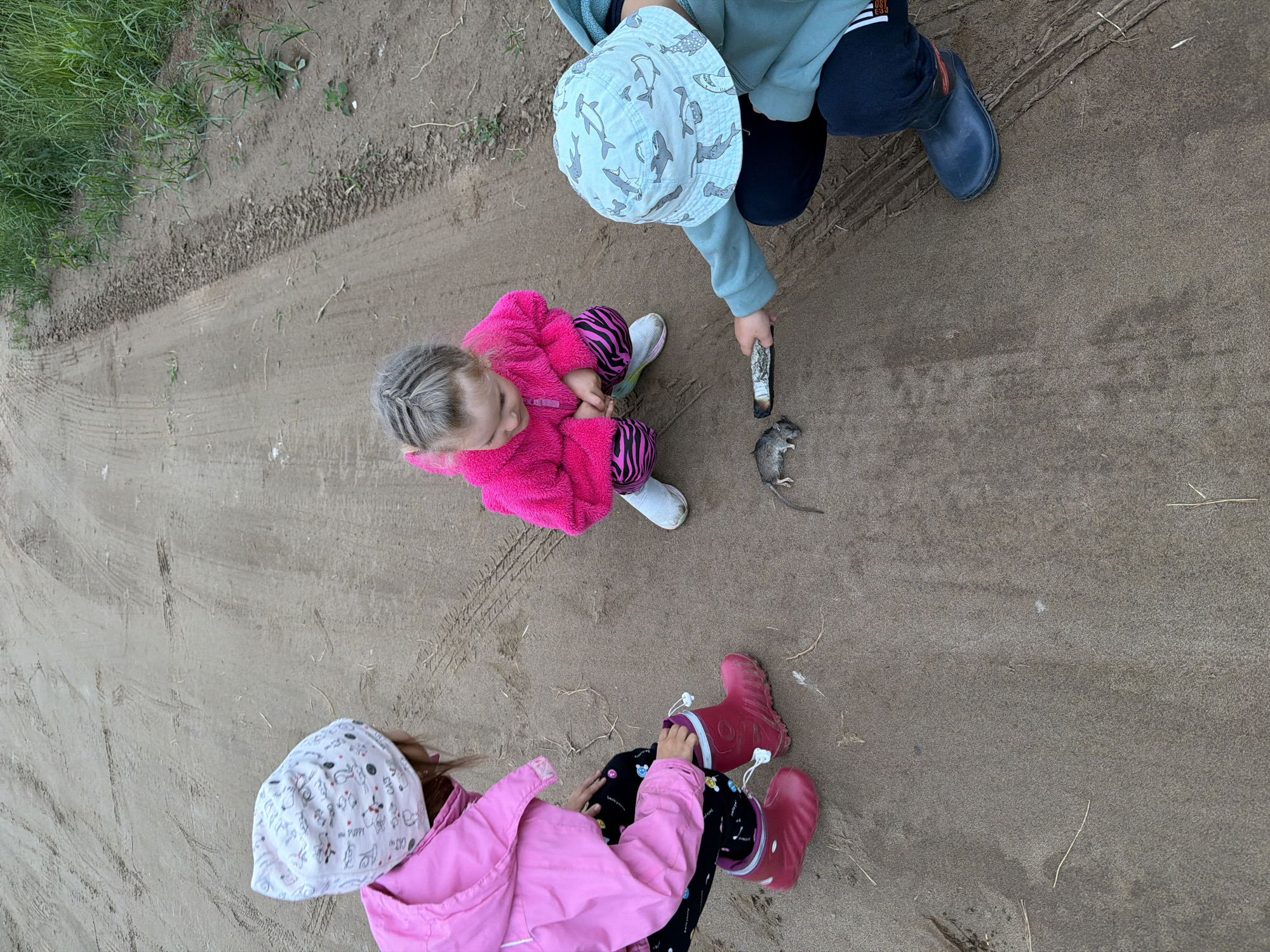 The image depicts three young children observing a deceased rodent on a dirt road in Chaikovsky, Russia. The setting is outdoors, characterized by light brown, sandy dirt with visible tire tracks and scattered sparse vegetation, primarily green grass and weeds along the right edge of the path. The sky appears overcast, providing diffuse natural light.
On the left, a child, presumably female, with light brown hair partially visible, is wearing a white beanie adorned with various patterns, a bright pink hooded jacket, black leggings with colorful patterns, and reddish-pink rubber boots with white drawstrings. This child is in a crouching position, facing towards the center of the frame, with hands resting on her knees.
In the center, another child, presumably female, with light brown hair styled with parallel braids on the crown, is wearing a vibrant pink fuzzy jacket, black and pink striped (zebra-patterned) leggings, and light-colored athletic shoes. This child is also in a crouching position, looking downwards towards the ground.
On the right, a child, presumably male, is wearing a light blue bucket hat with multiple shark illustrations, a light blue long-sleeved top with a hood, dark blue or black pants with white stripes near the cuff, and dark blue rubber boots with a red stripe on the ankle. This child is crouched down and extends their right arm forward, holding a charred piece of wood or bark which is directed towards the deceased rodent on the ground.
The deceased rodent, small and grey, lies motionless on the dirt between the central and right children. All three children are focused on the rodent and the object held by the child on the right, suggesting an observation or investigation of the animal.