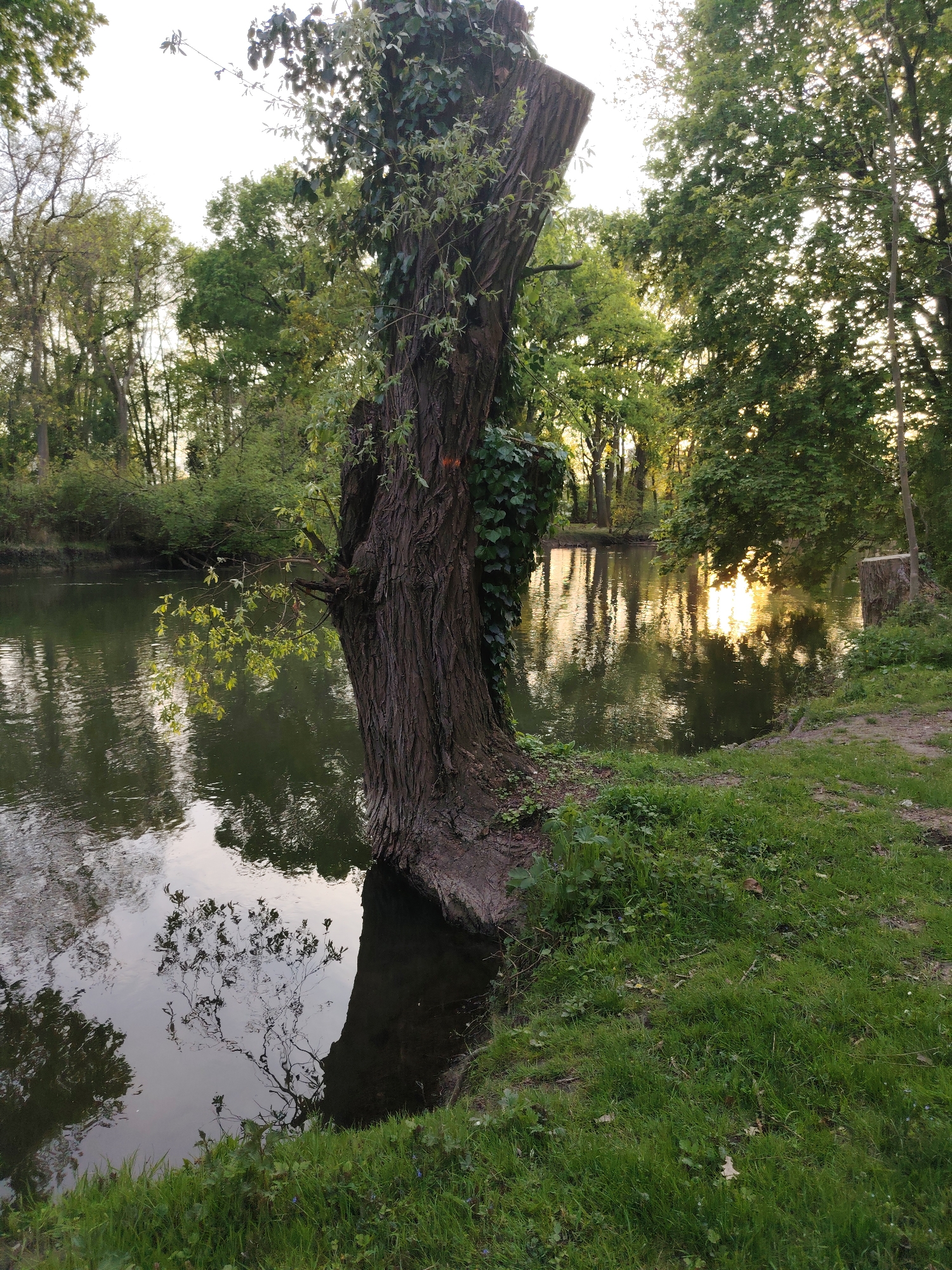 The photograph captures a tranquil scene along the banks of the Ill River in Strasbourg, France, taken during the late afternoon or early evening, judging by the low-angle sunlight. The Ill River flows gently, reflecting the surrounding trees and the setting sun. A weathered tree trunk, partly submerged in the water, stands prominently on the riverbank. The tree is adorned with climbing ivy and some new growth. The riverbank is covered in lush green grass and various plants. On the opposite bank, dense foliage is visible, and the sun glints off the water. The scene suggests a natural environment within or near the city, likely along a park or recreational area connected to the Ill River.