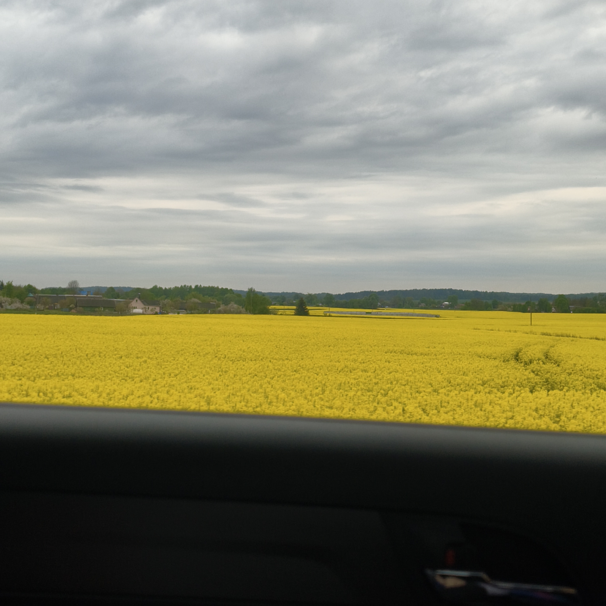 The image presents a landscape view from inside a vehicle, possibly a car. A field of vibrant yellow rapeseed flowers dominates the midground, extending towards the horizon under a cloudy sky. A dark, horizontal band representing the car's interior obscures the lower portion of the frame. In the distance, a line of trees and a few buildings are visible, suggesting a rural setting. The location is in Гожскі сельскі Савет, Belarus.