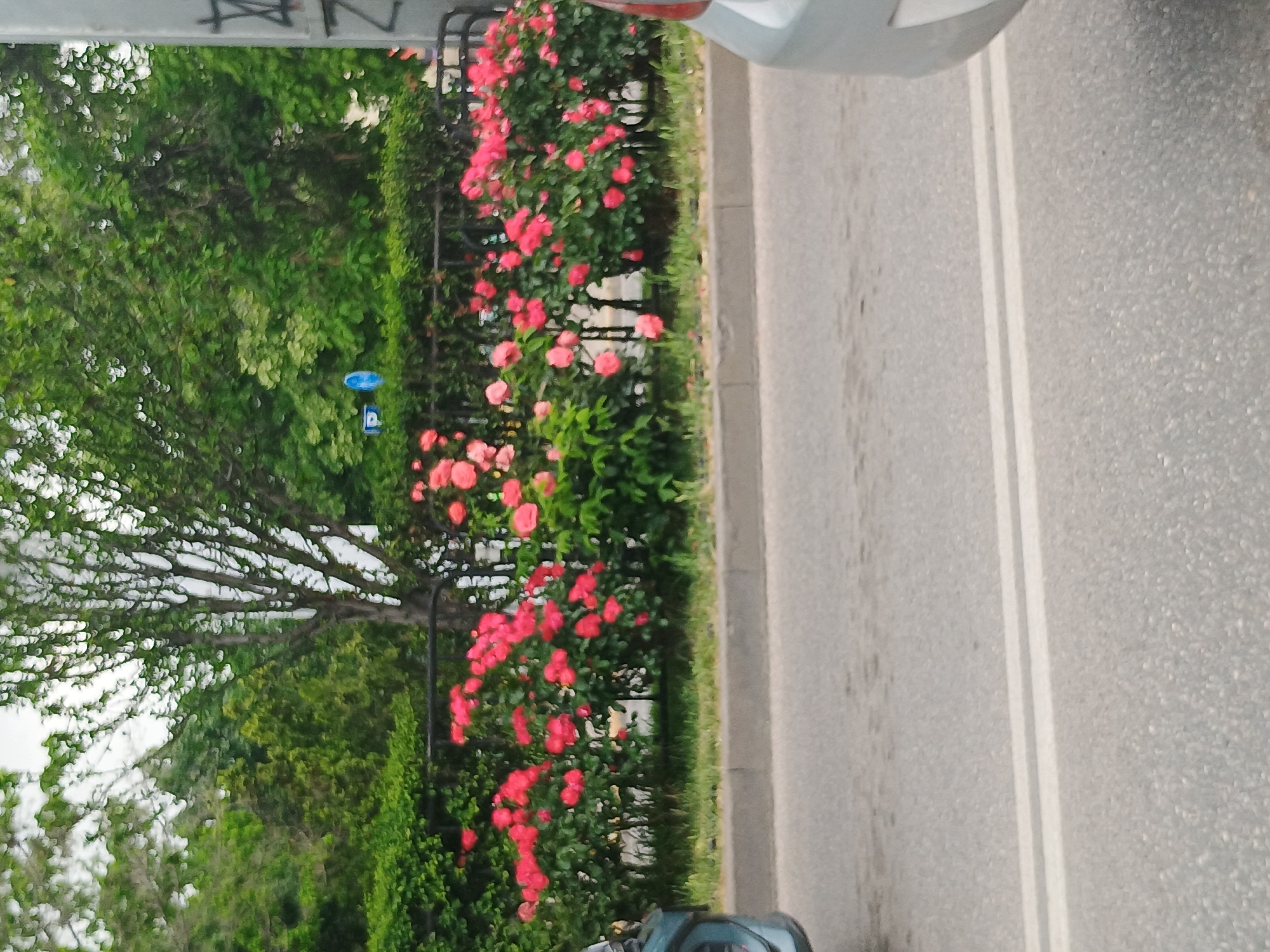 A medium shot shows a street scene in Unknown, Unknown. The scene is divided horizontally, with a gray road occupying the right side of the frame. This road features two solid white lines. To the left of the road is a strip of greenery consisting of shrubs and trees. The shrubs, arranged along a wrought iron fence, are decorated with numerous bright pink flowers. Additional trees with dense green foliage and bare branches stand further left in the background. A blue parking sign is partially visible amidst the greenery. A portion of a silver-colored vehicle is visible at the top of the frame. At the bottom of the frame, some unknown objects are visible.